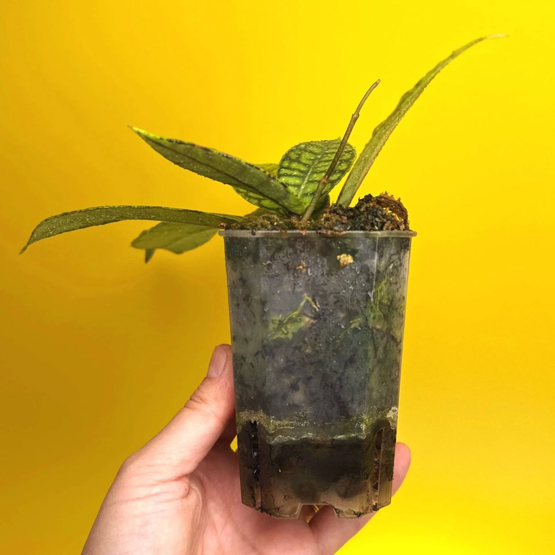 Hoya Callistophylla sp. Kalimantan | Shop Rare Hoya Plants in Sydney, Australia | Melty Plants Australia E-Store, Online