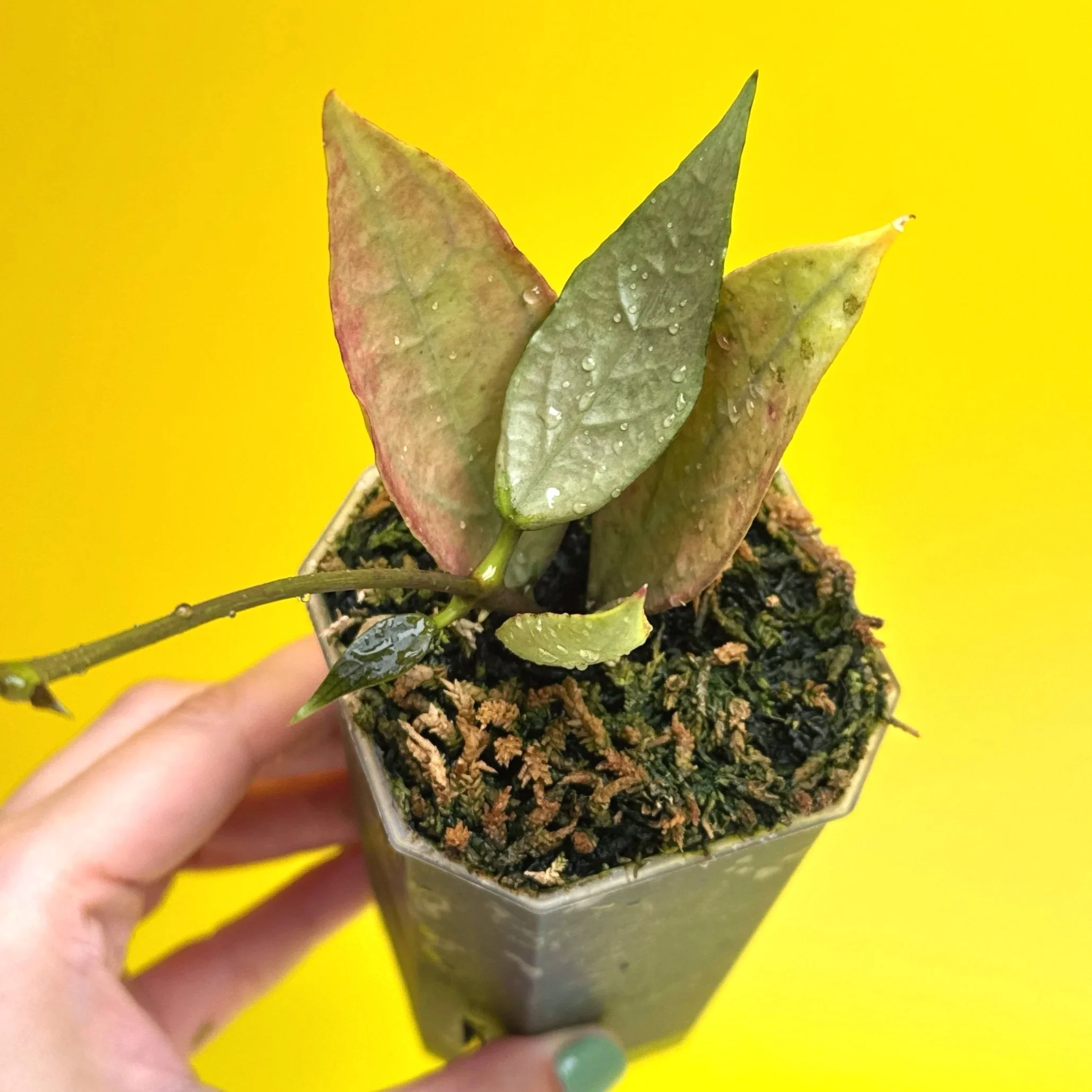 Hoya Sp. Germany Silver | Shop Rare Silver Hoya Houseplants from Sydney, Australia | Melty Plants E-Store Online