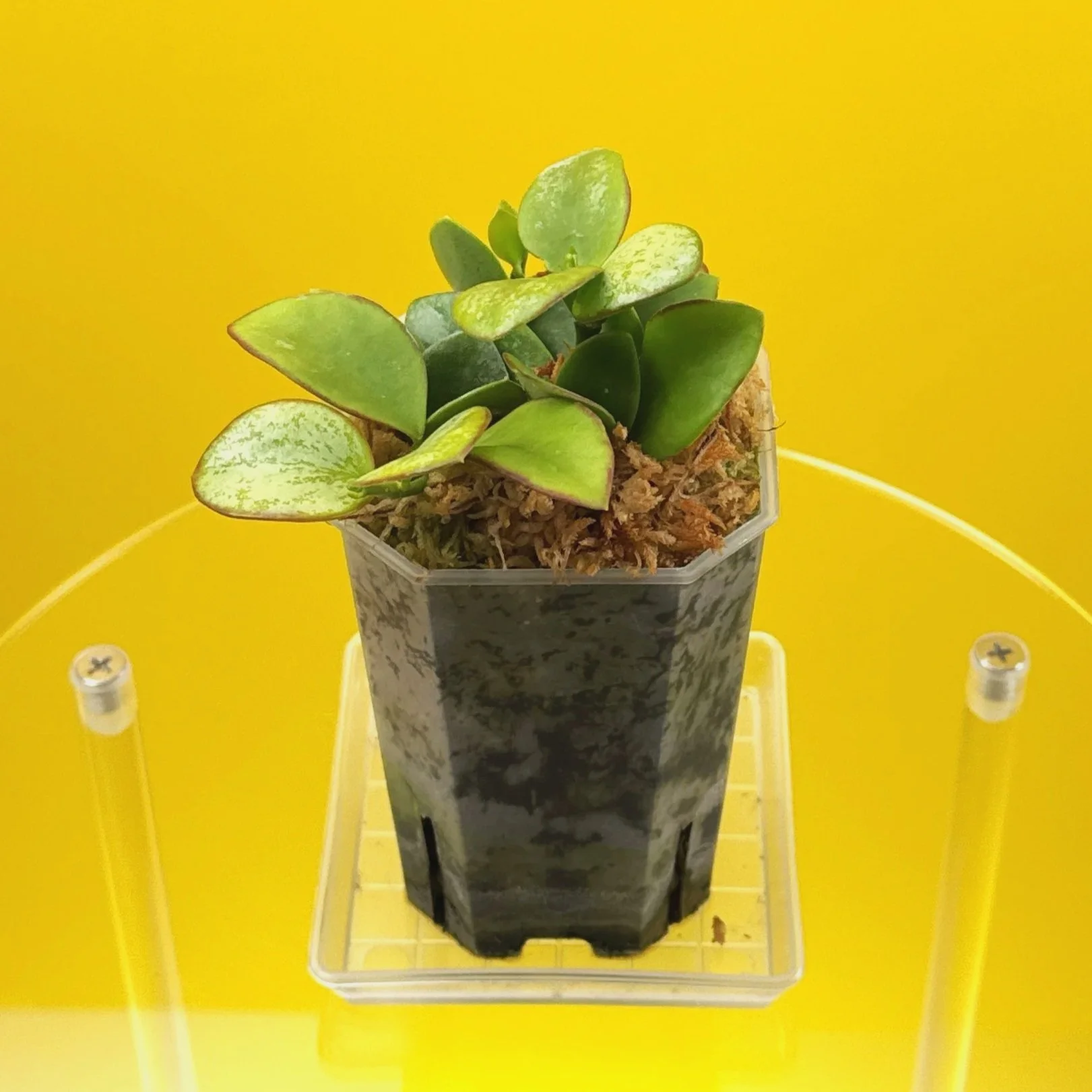 Hoya Collina in a small clear square pot for sale | Shop Rare Hoya Plants in Sydney, Australia | Melty Plants E-Store, Online