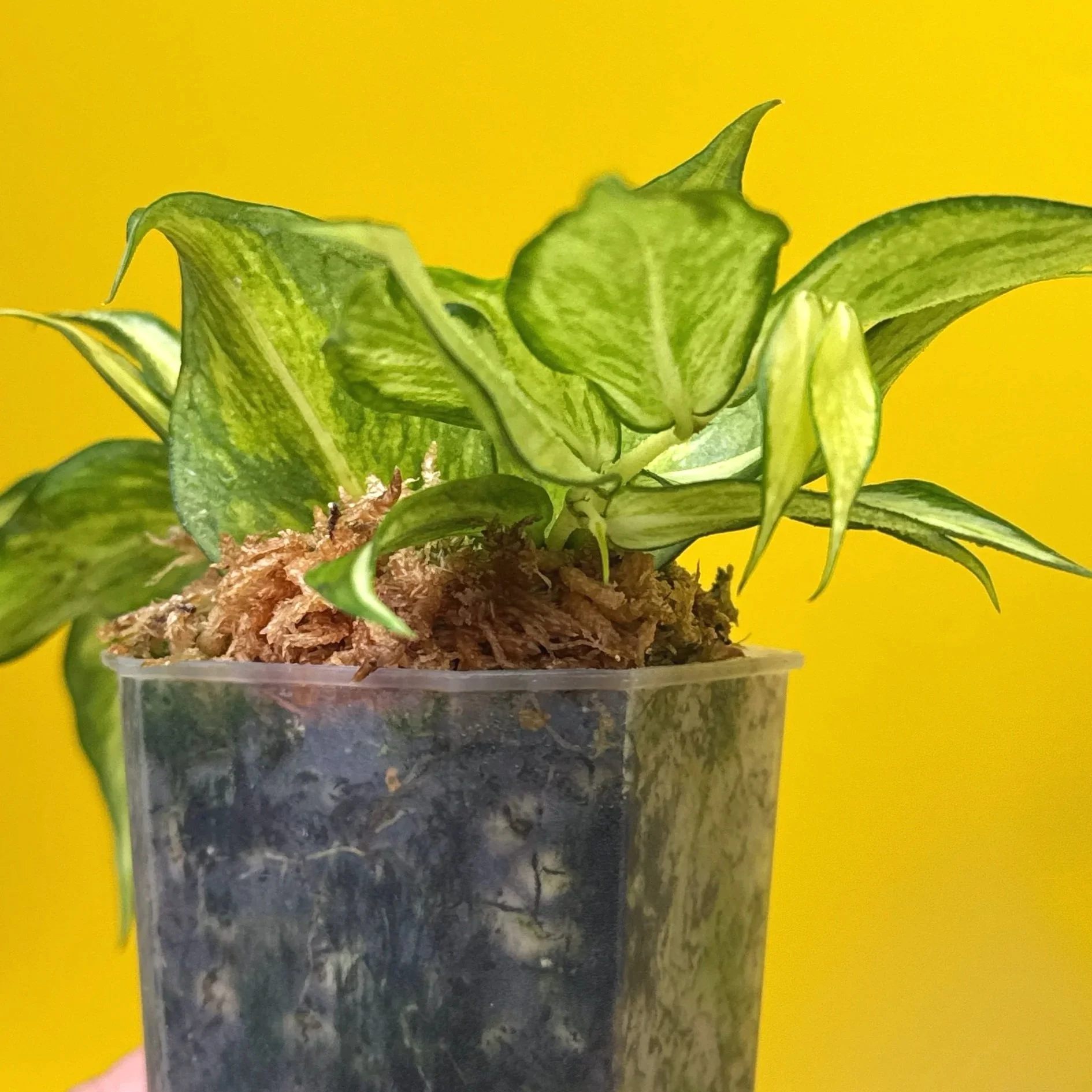 Hoya Polyneura Albomarginata Inner Variegated multi-planted in Small Square Clear Pot for sale | Shop Rare Variegated Hoya Houseplants in Sydney, Australia | Melty Plants E-Store, Online