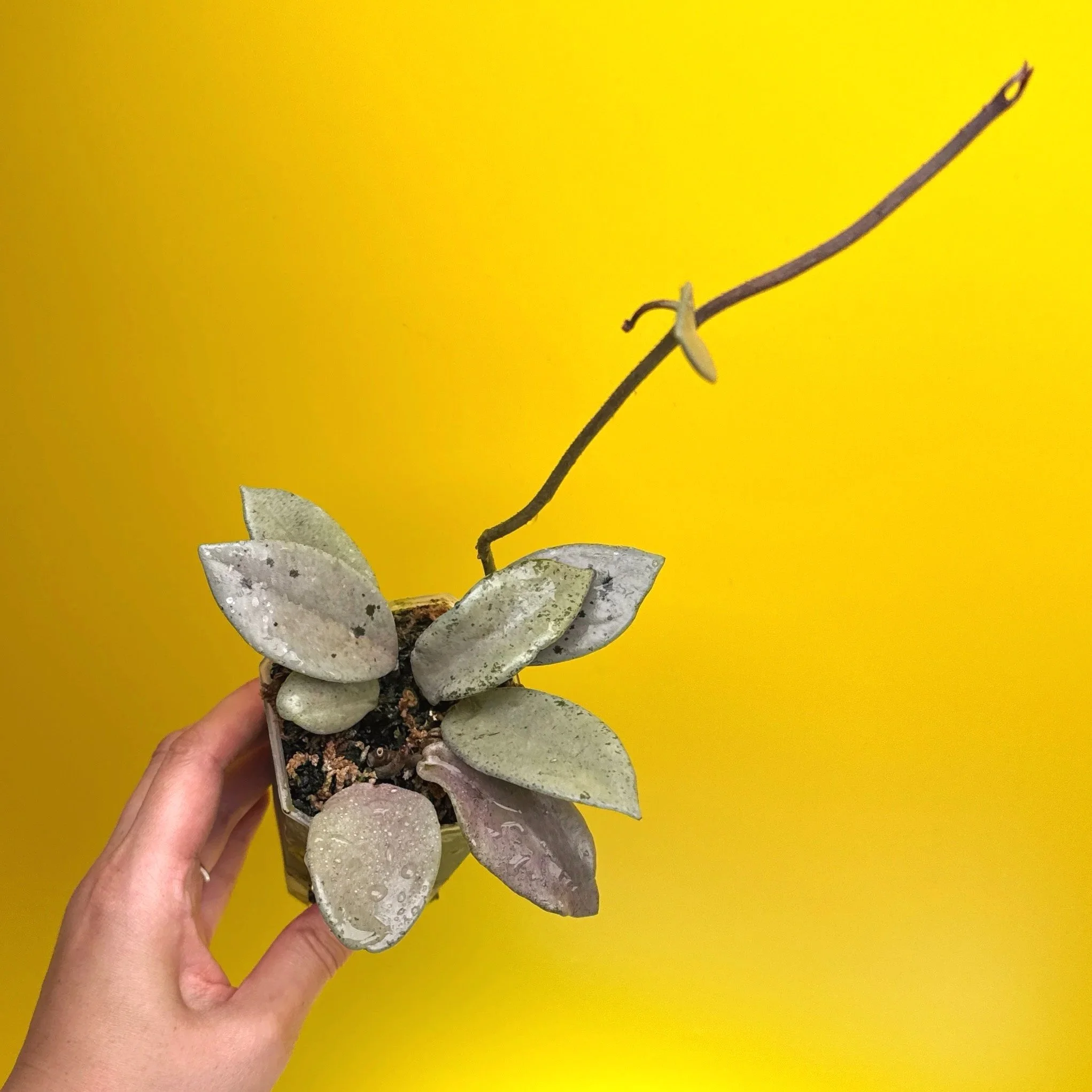 HOYA Carnosa Wilbur Graves Super Silver | Rare Collector Plant Specialists | Melty Plants Australia
