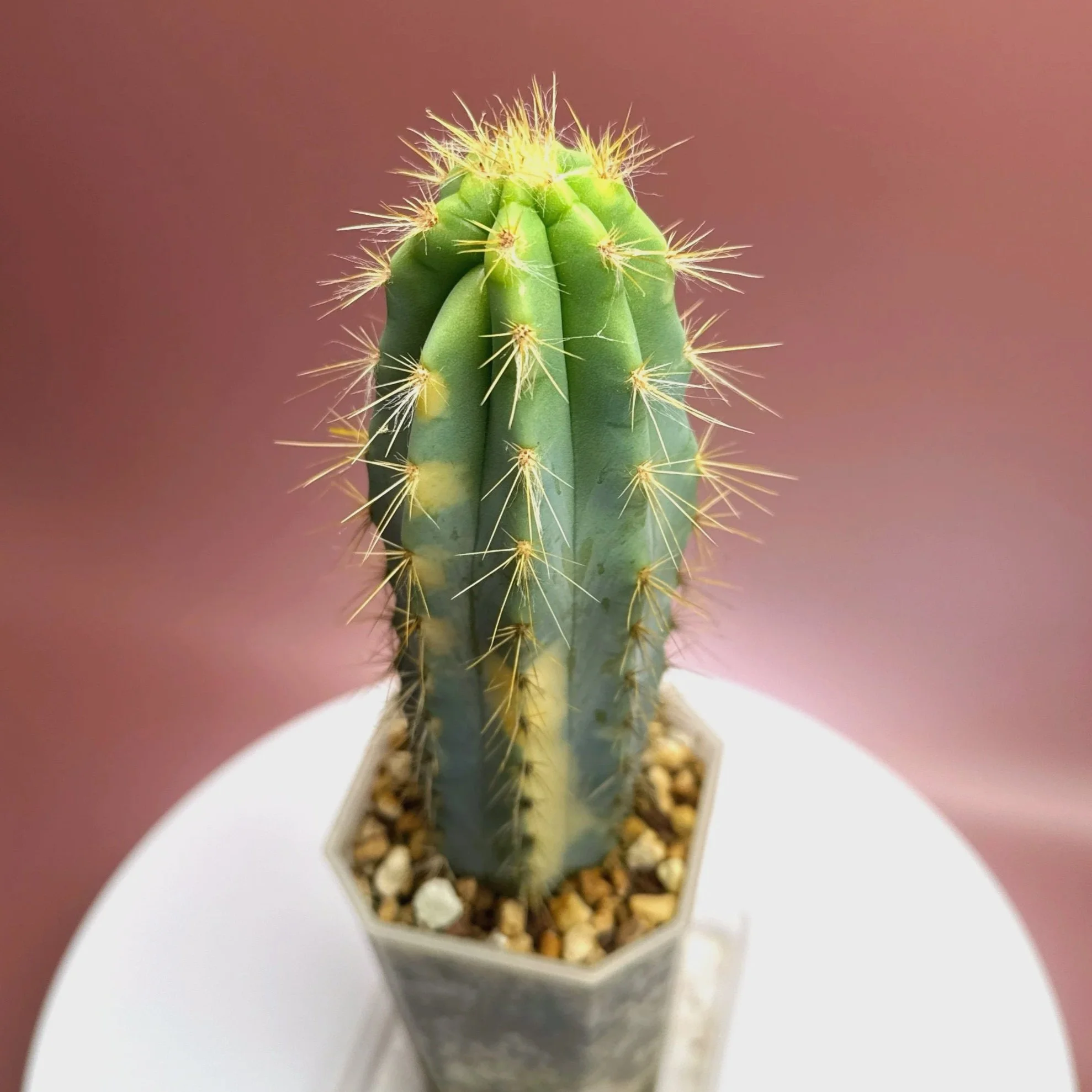 Highly desired and ultra rare Cactus Pilosocereus Pachycladus﻿ Variegated in a medium square sized clear pot for sale from Melty Plants Australia Sydney online store