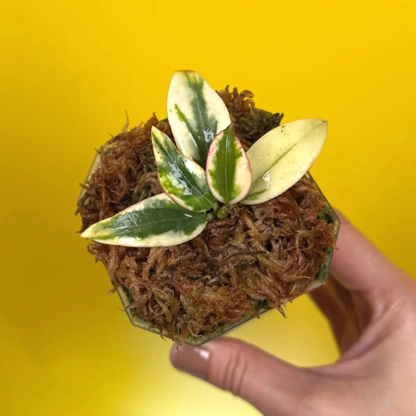 Hoya Sp. Para Princess 'Emerald Frost' in small square clear pot | Shop Rare Hoya Houseplants in Sydney, Australia | Melty Plants E-Store, Online