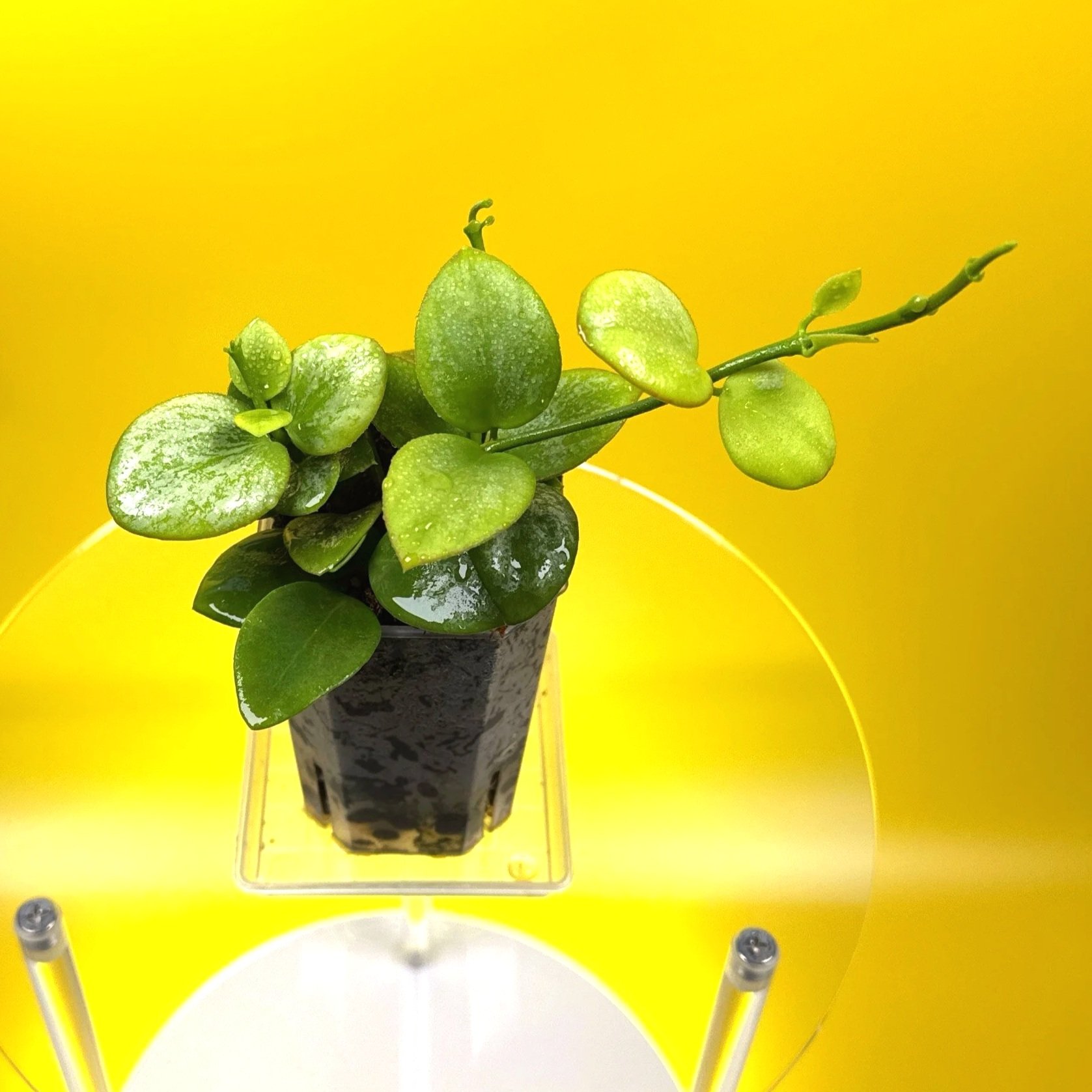 Hoya Collina in a small clear square pot for sale | Shop Rare Hoya Plants in Sydney, Australia | Melty Plants E-Store, Online