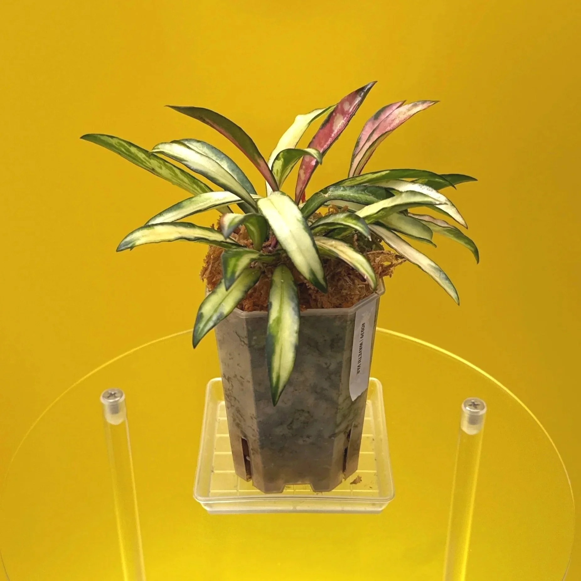 Hoya Wayetii Variegated | Shop Rare Hoya Houseplants in Sydney, Australia | Melty Plants E-Store, Online