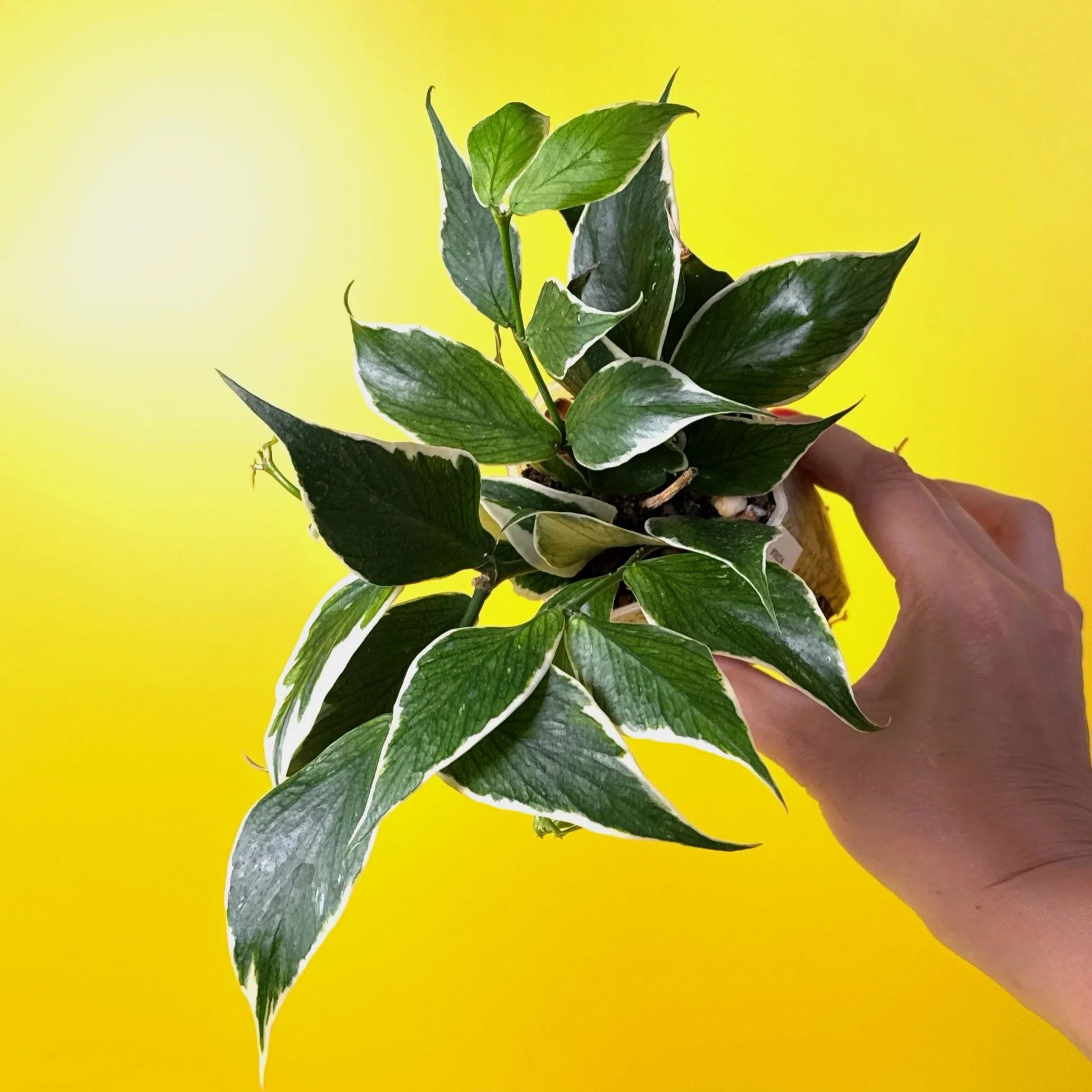 Hoya Polyneura Albomarginata | Shop Rare Hoya Houseplants in Sydney, Australia | Melty Plants E-Store, Online