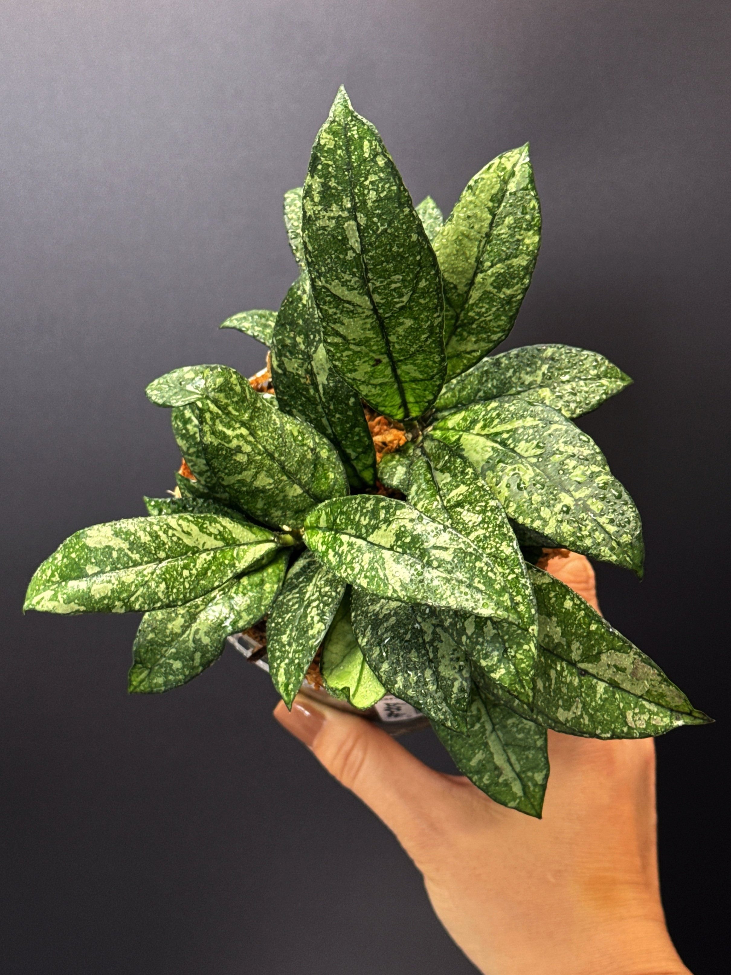 HOYA Crassipetiolata Splash