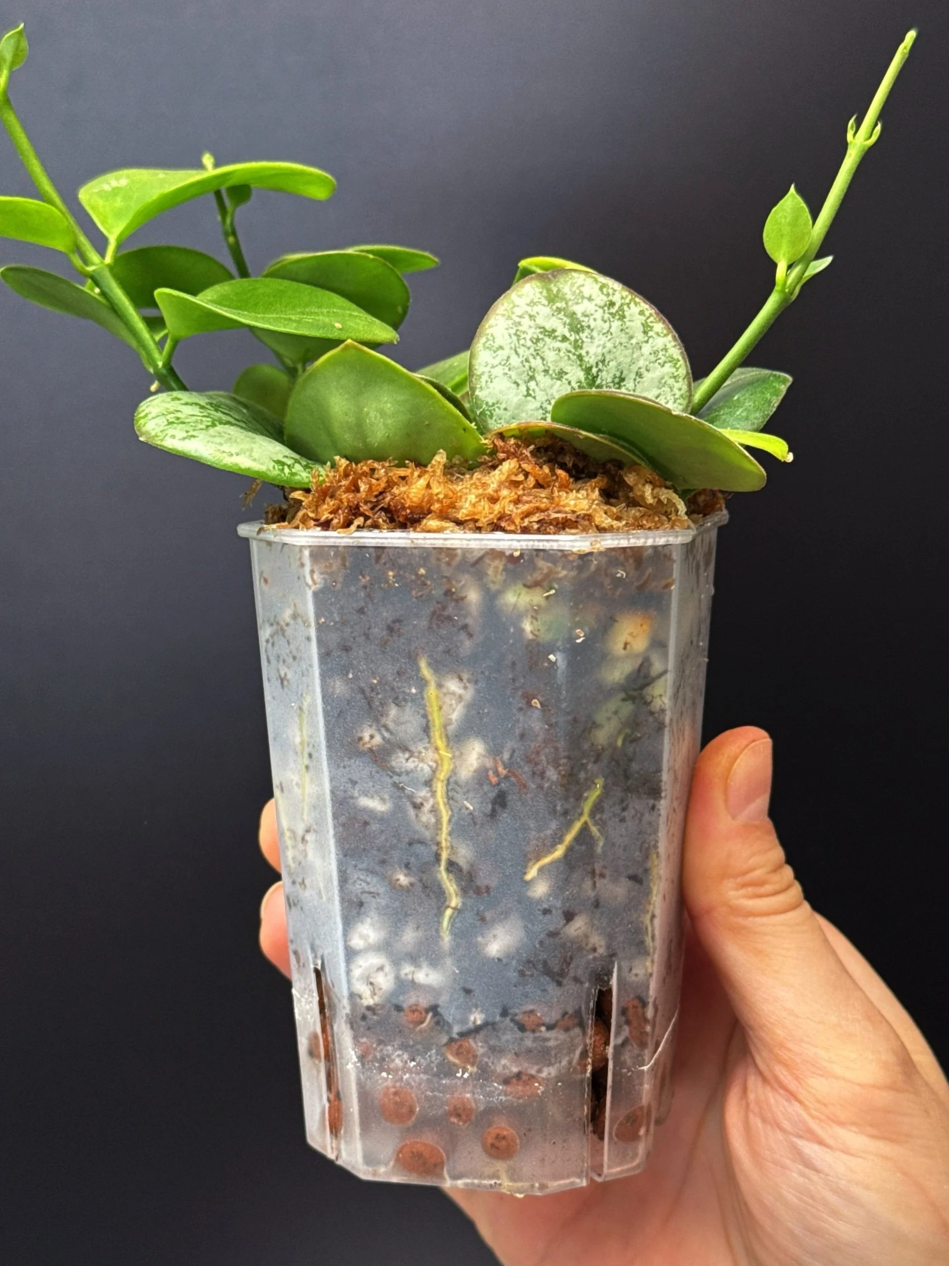 Hoya Collina in Small Square Pot | Shop Rare Hoya Plants in Sydney, Australia | Melty Plants E-Store, Online