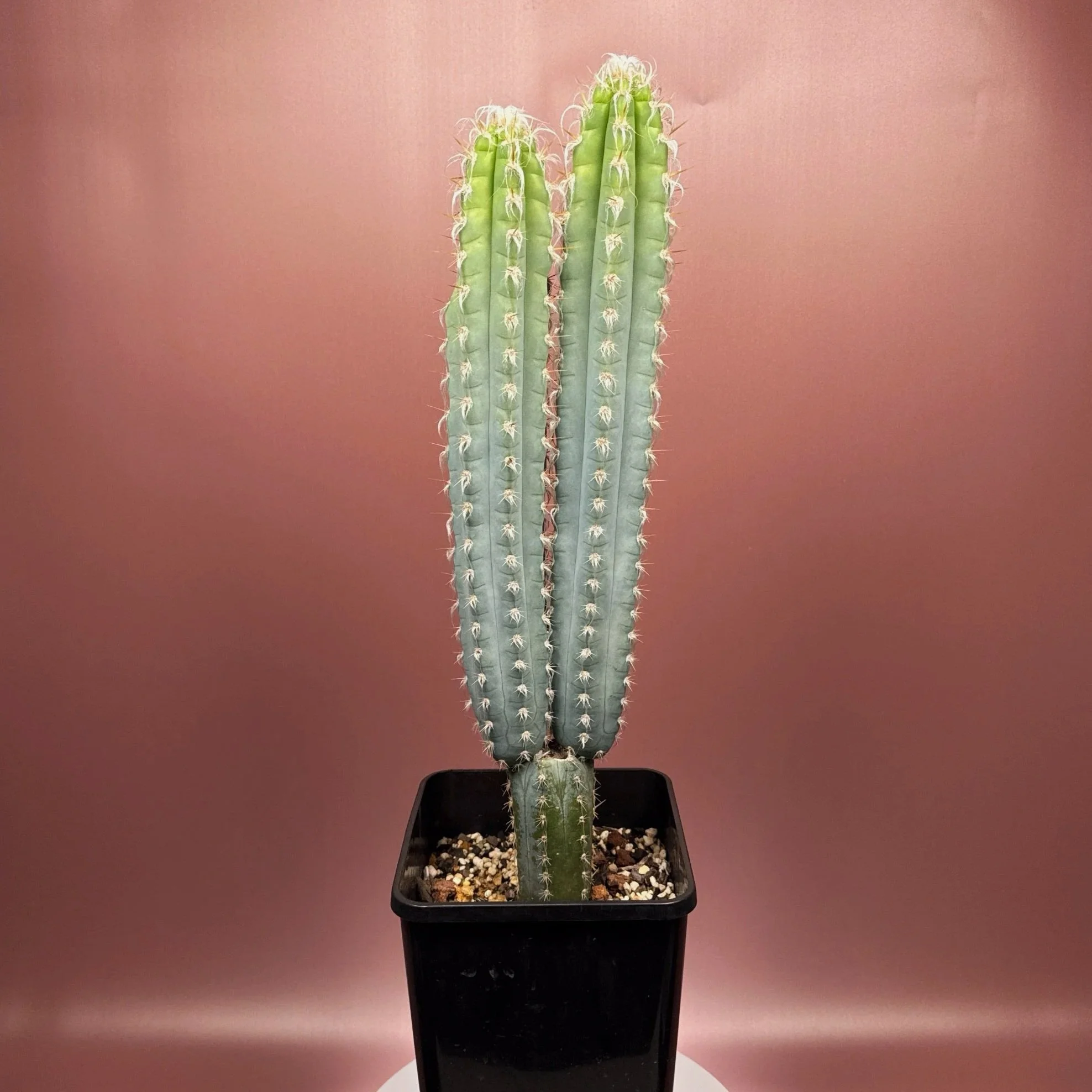 Rare Cactus Pilosocereus Pachycladus﻿ 'Woolly Blue Torch'. A mature double headed specimen. Featured in an extra large square pot for sale on Melty Plants Australia online store in Sydney Australia.