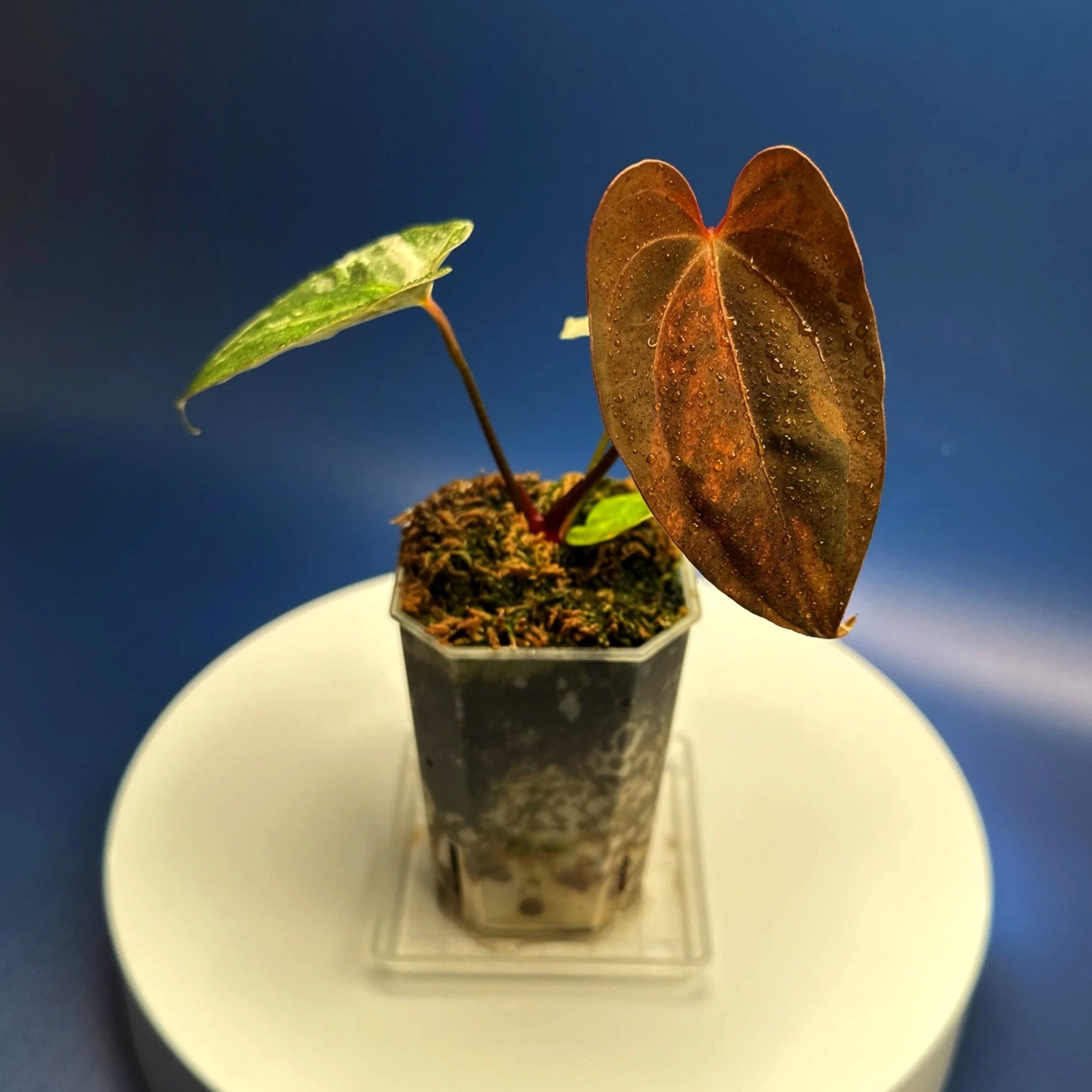 ANTHURIUM Variegated Magnificum x Red Vein Dark Phoenix | Rare Collector Plant Specialists | Melty Plants Australia