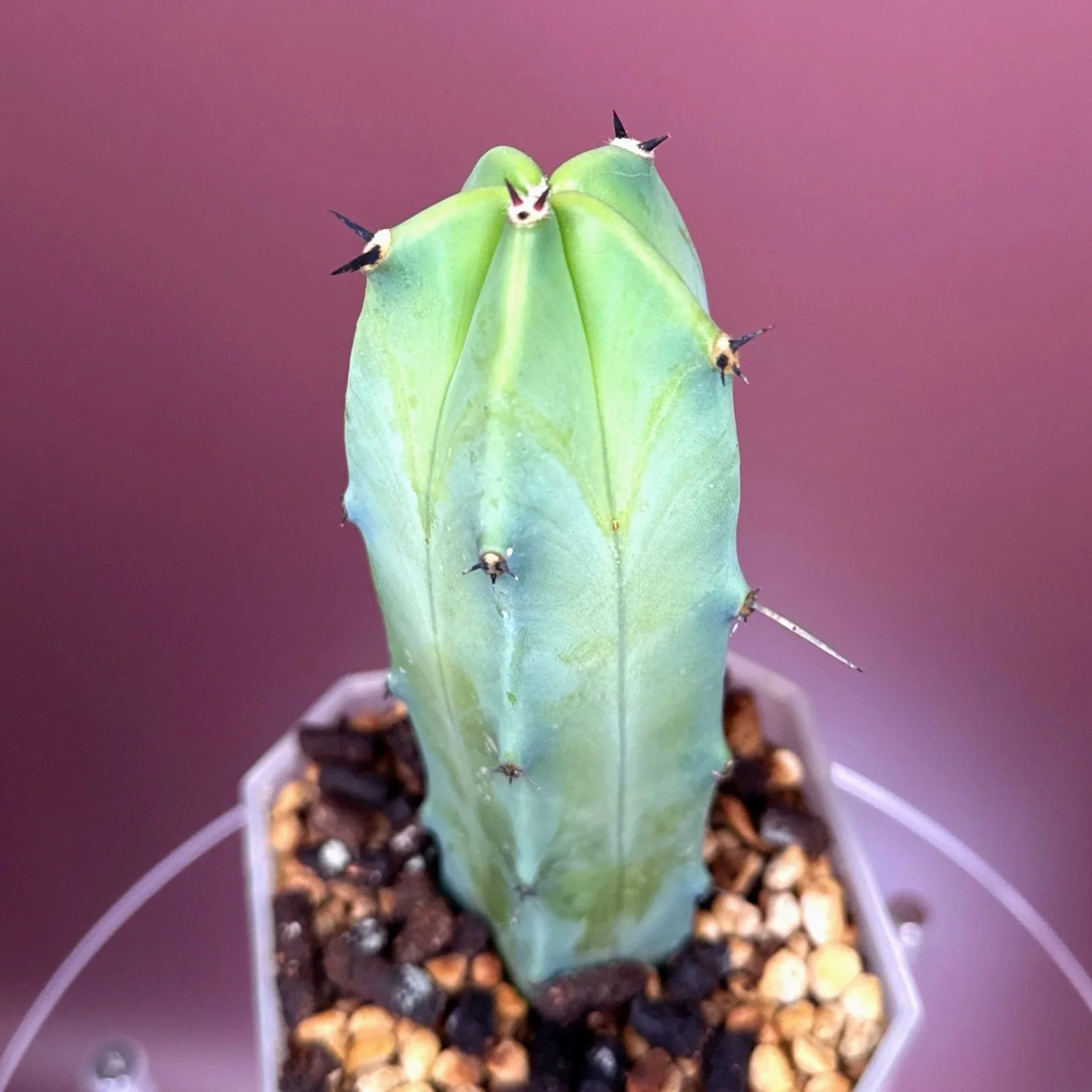 Cactus Myrtillocactus Geometrizans﻿ 'Blue Candle' | Shop Rare Blue Cacti in Sydney, Australia | Melty Plants E-Store, Online