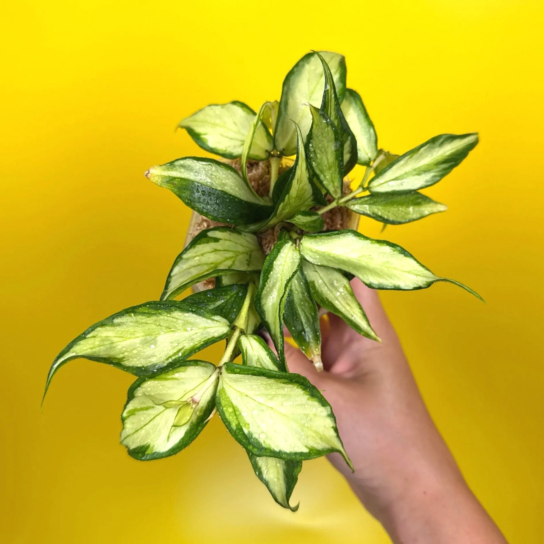 HOYA Polyneura – Inner Variegated