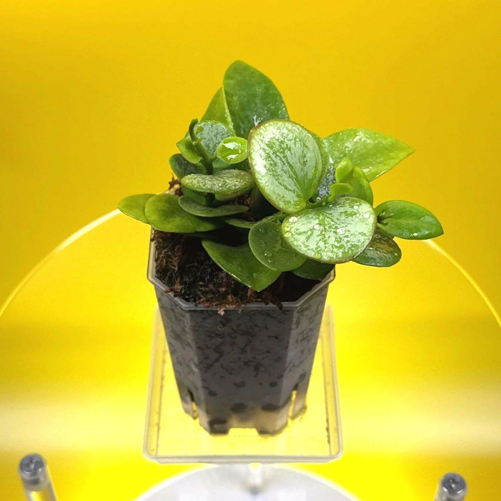 Hoya Collina in a small clear square pot for sale | Shop Rare Hoya Plants in Sydney, Australia | Melty Plants E-Store, Online