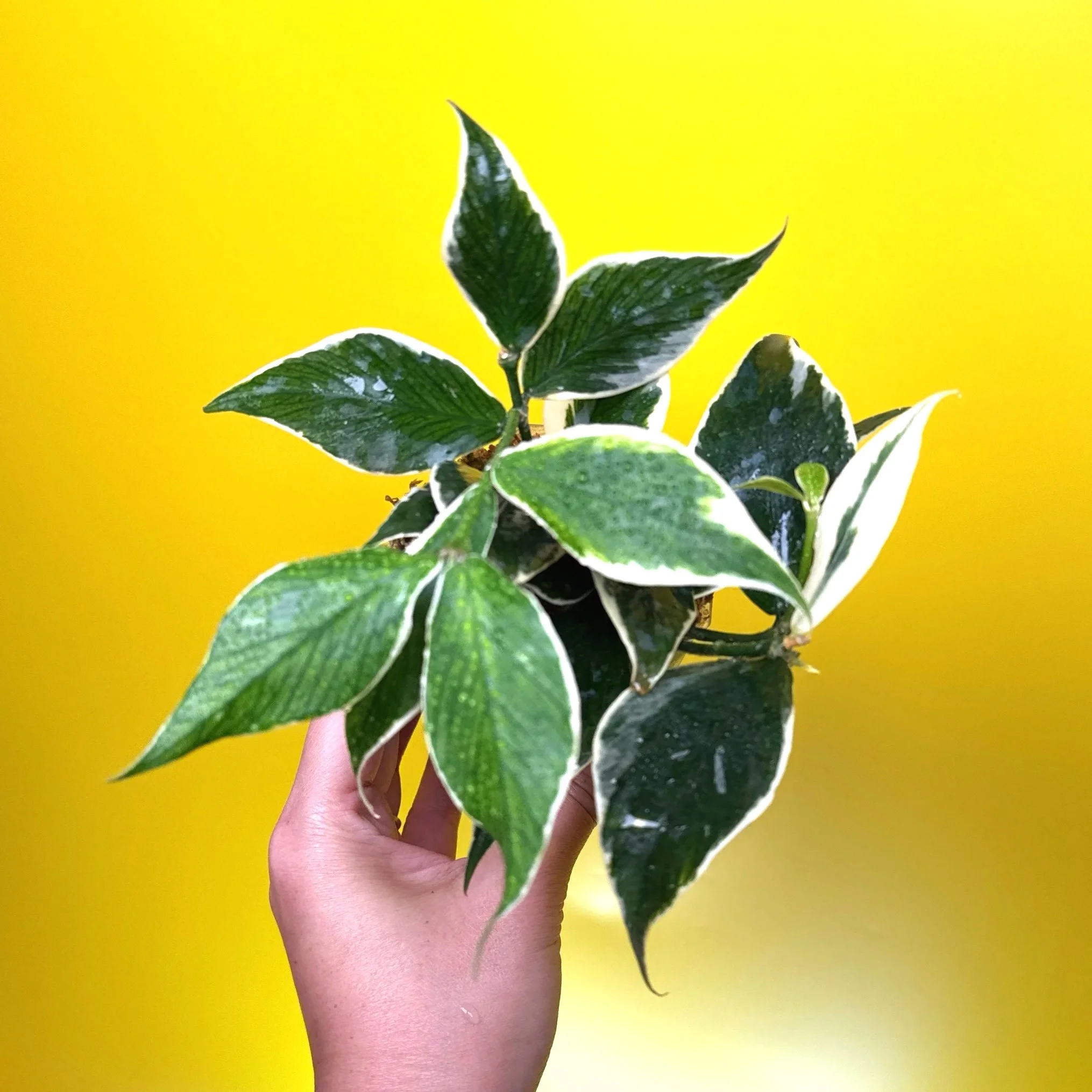 Hoya Polyneura Albomarginata | Shop Rare Hoya Houseplants in Sydney, Australia | Melty Plants E-Store, Online
