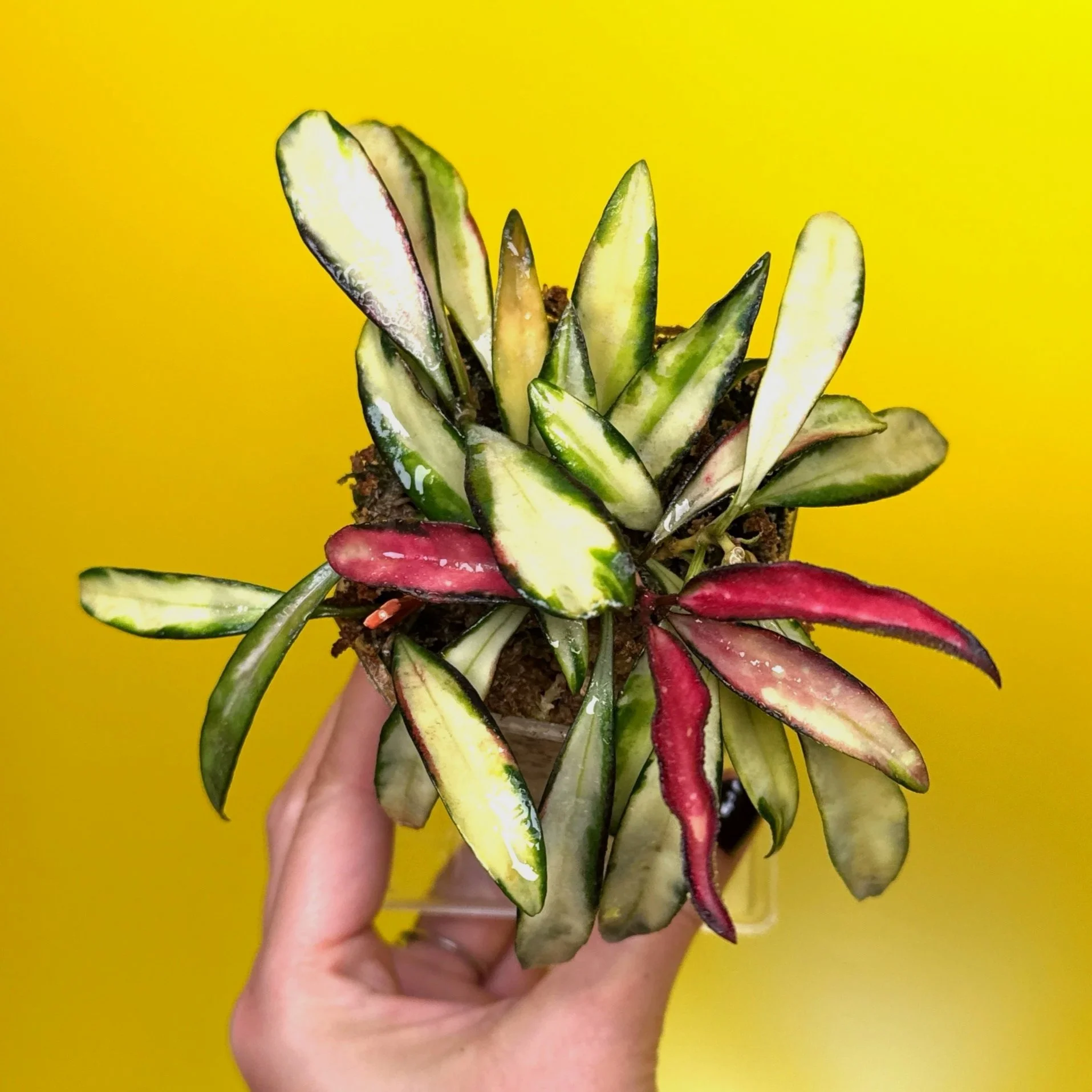 Hoya Wayetii Variegata | Shop Rare and Variegated Hoya Houseplants in Sydney, Australia | Melty Plants Australia E-Store, Online