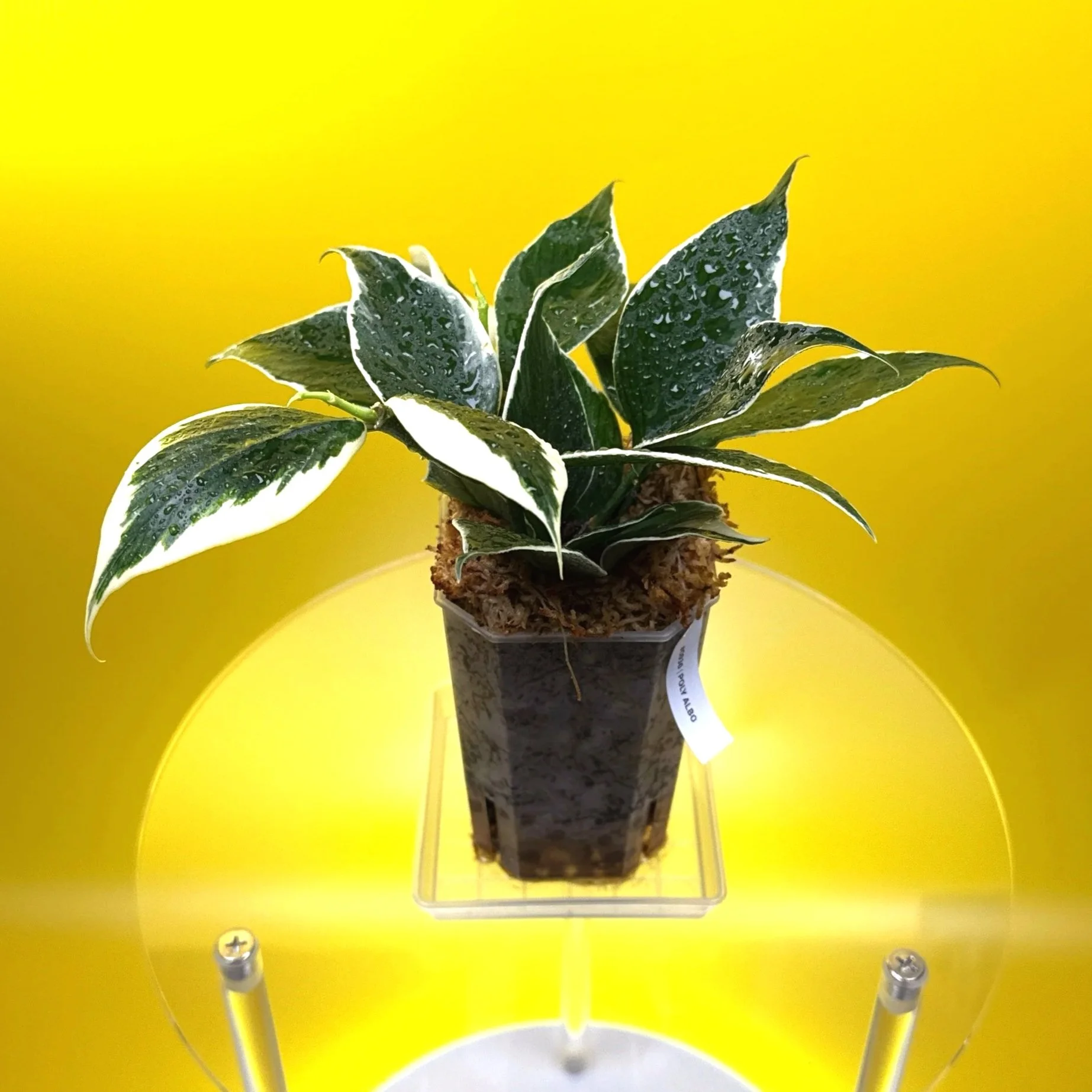 Hoya Polyneura Albomarginata | Shop Rare Hoya Houseplants in Sydney, Australia | Melty Plants E-Store, Online