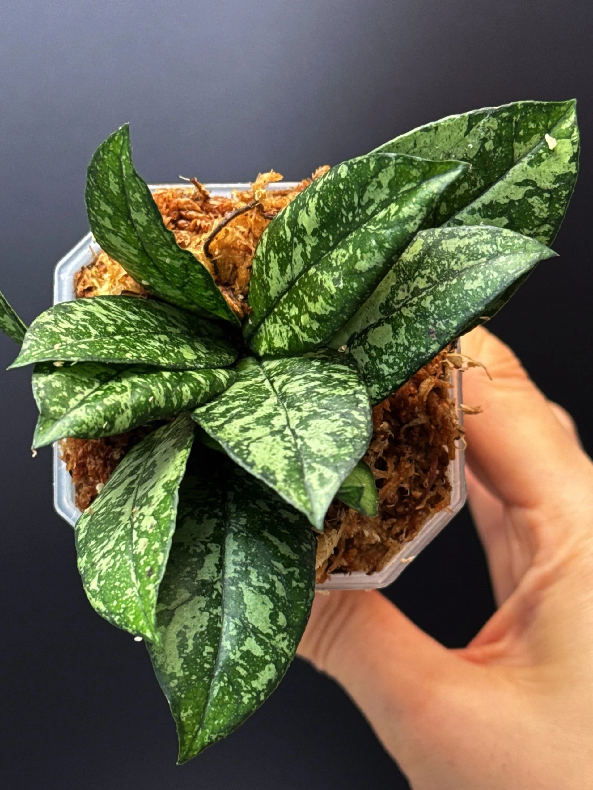 Hoya Crassipetiolata Splash multi-planted in a small square pot for sale | Shop Rare Hoya Houseplants in Sydney, Australia | Melty Plants E-Store, Online
