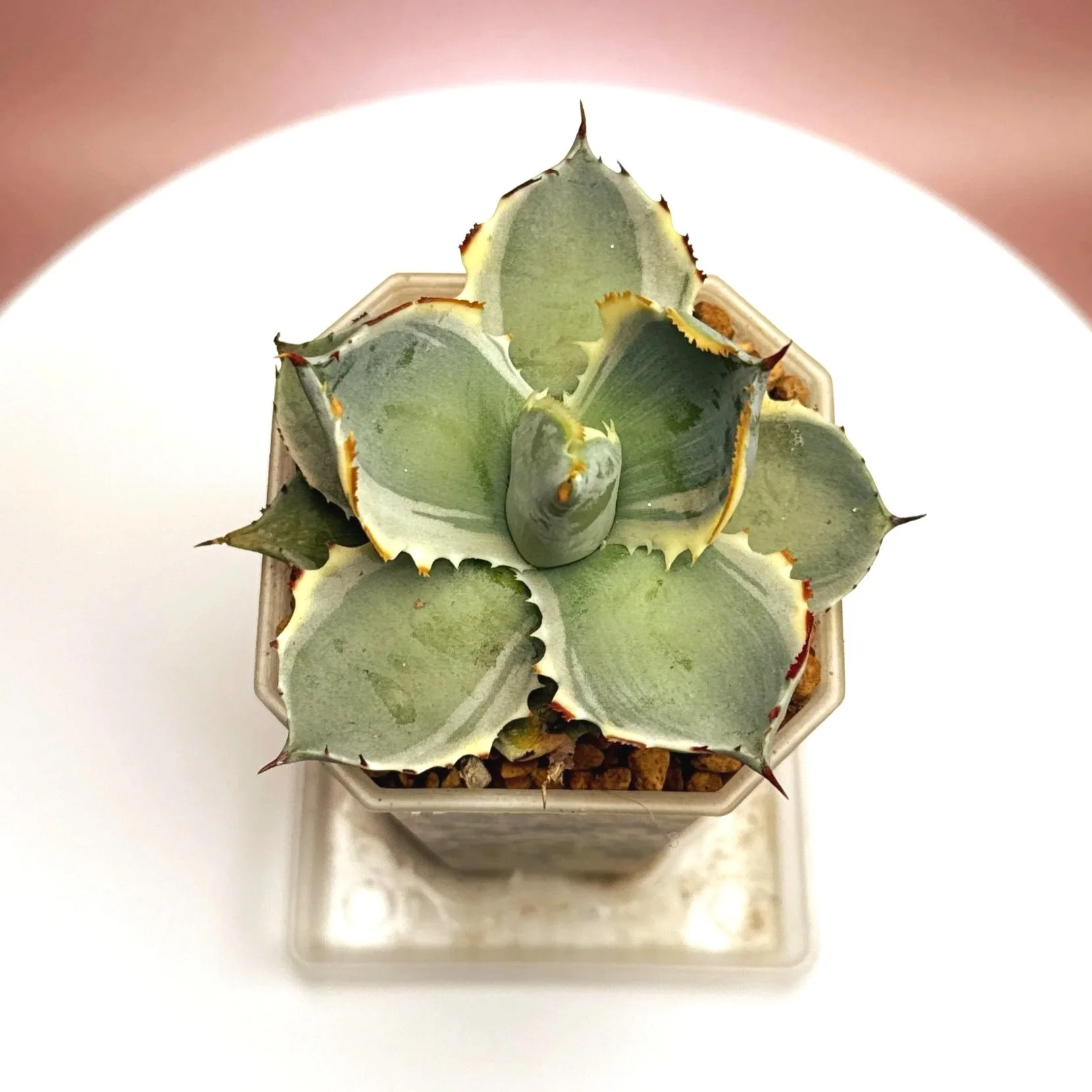 AGAVE Isthmensis Kabutogani Marginata Variegated | Rare Collector Plant Specialists | Melty Plants Australia