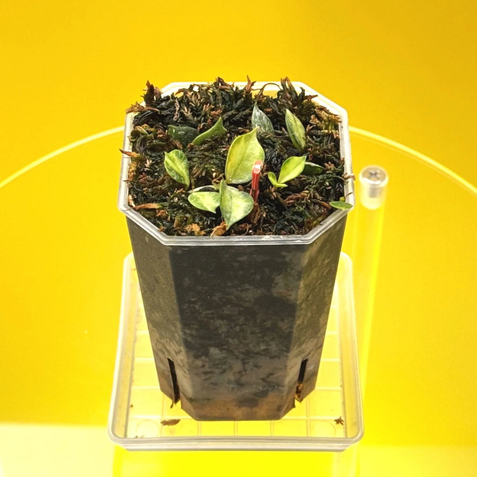 Hoya Curtisii Albomarginata multi-planted in a Small Square Clear Pot for sale | Shop Rare Hoya Houseplants in Sydney, Australia | Melty Plants E-Store, Online