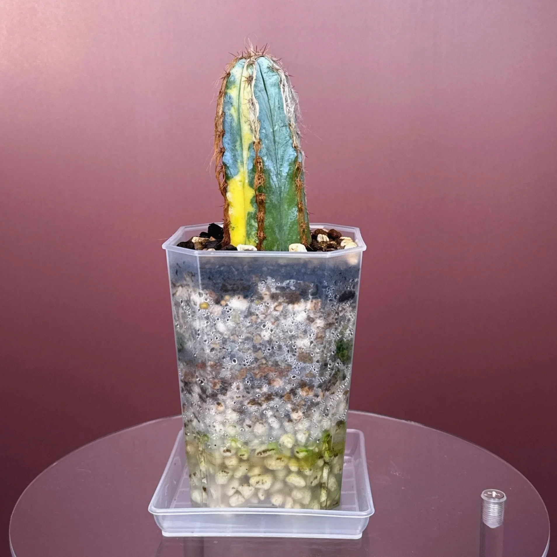 Pilosocereus Glaucescens Cv 'Heinz' Variegated | Shop rare and variegated Cacti in Sydney, Australia | Melty Plants E-Store, Online