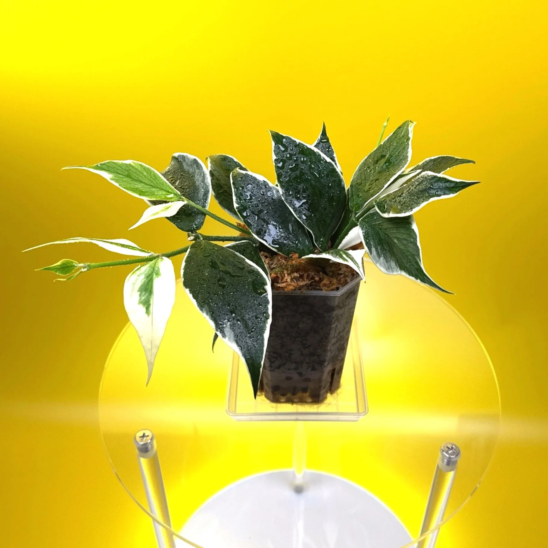 Hoya Polyneura Albomarginata | Shop Rare Hoya Houseplants in Sydney, Australia | Melty Plants E-Store, Online