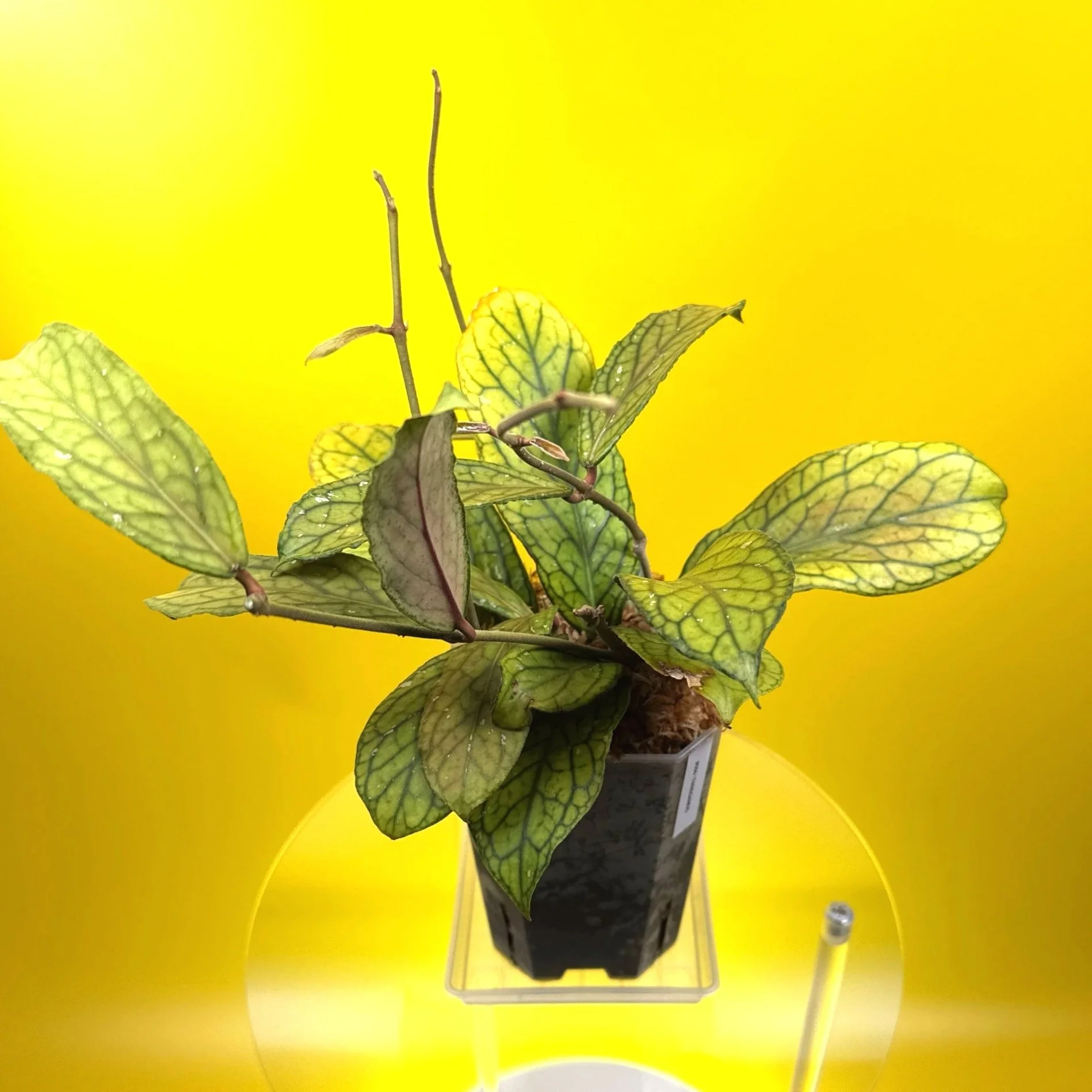 Hoya Tanggamus | Shop Rare Large Leaf Hoya Plants in Sydney, Australia | Melty Plants E-Store, Online