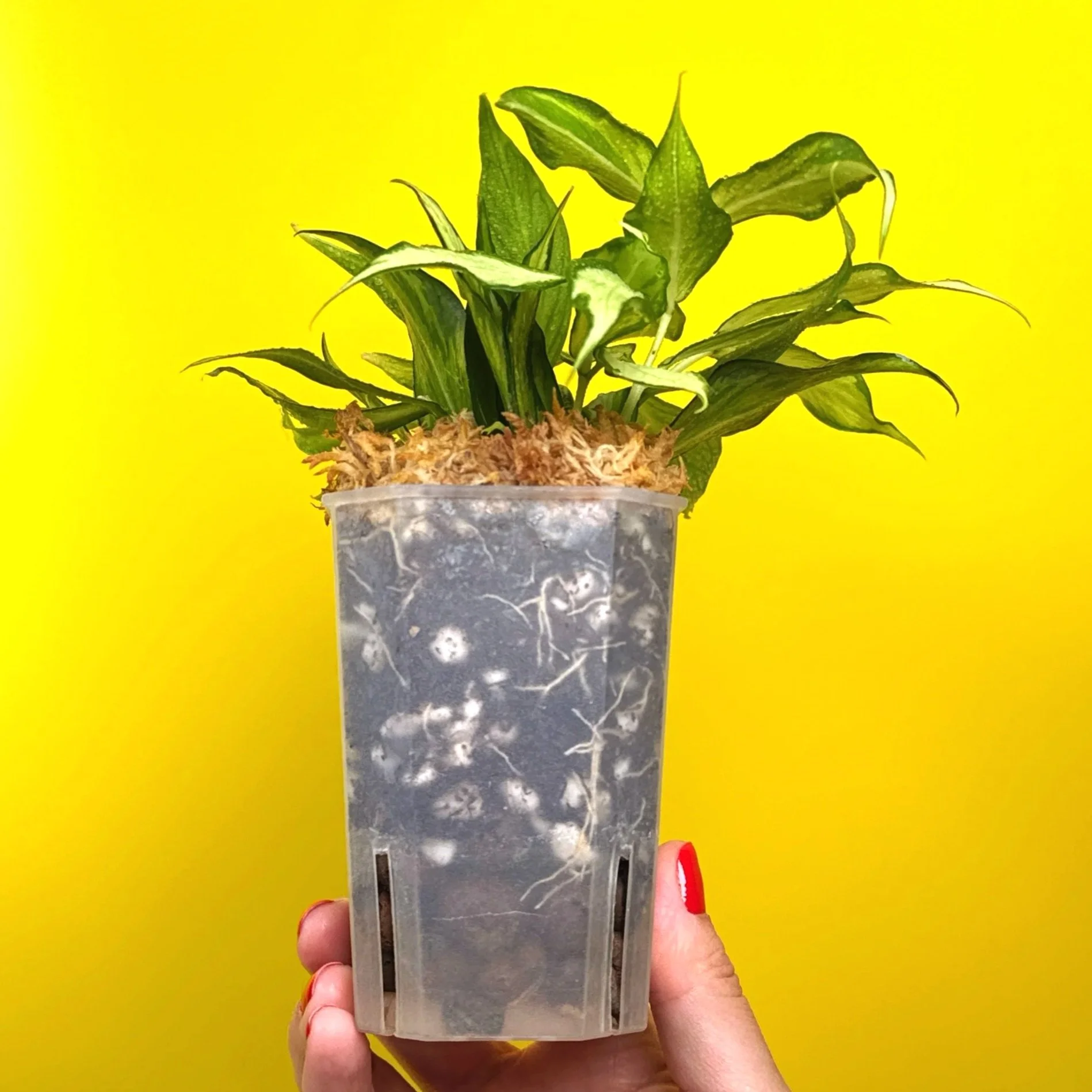 Hoya Polyneura Albomarginata Inner Variegated multi-planted in Small Square Clear Pot for sale | Shop Rare Variegated Hoya Houseplants in Sydney, Australia | Melty Plants E-Store, Online