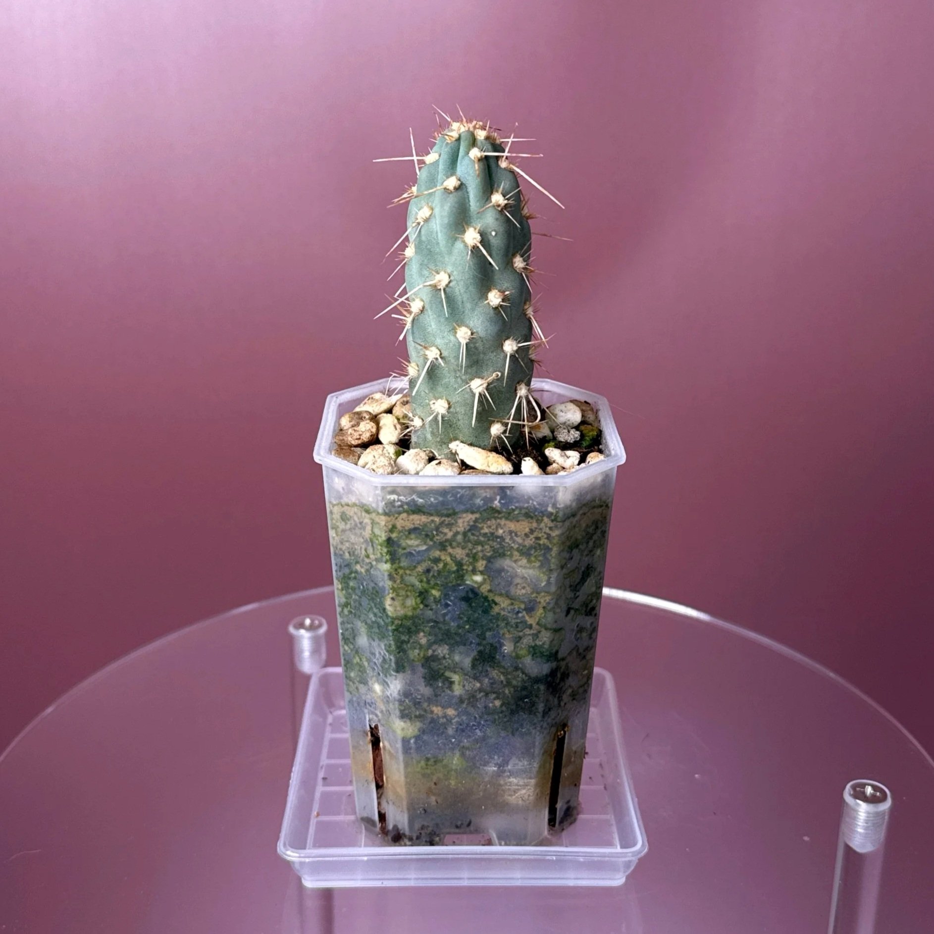 Cactus Miqueliopuntia Miquelii | Shop rare blue + spiked Cacti in Sydney, Australia | Melty Plants E-Store, Online