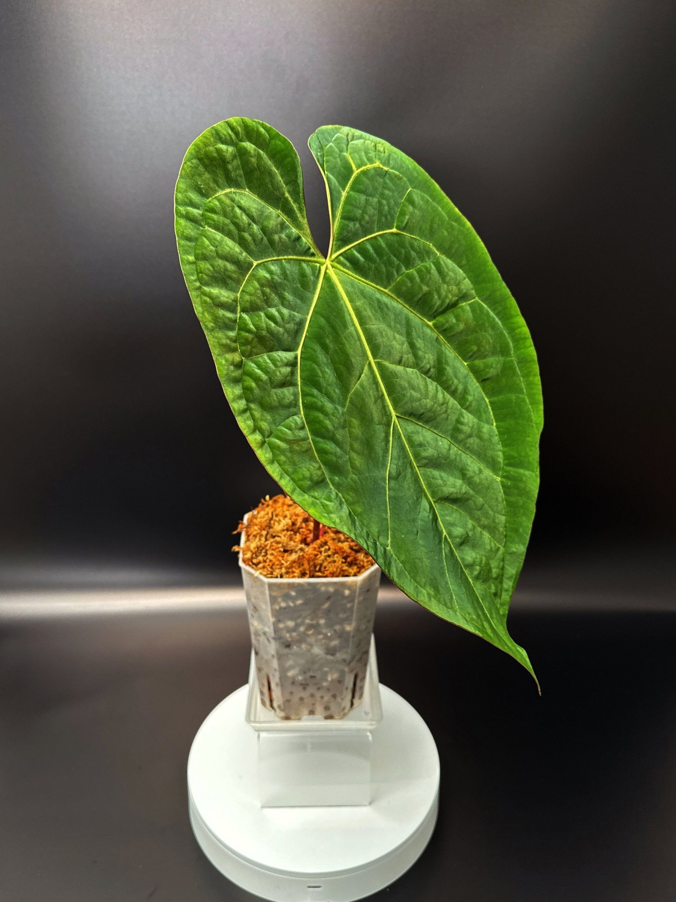 Anthurium (Michelle x Zara) x Long Bullet Papillilaminum | Shop Rare Australian Anthurium Houseplants in Sydney, Australia | Melty Plants E-Store, Online
