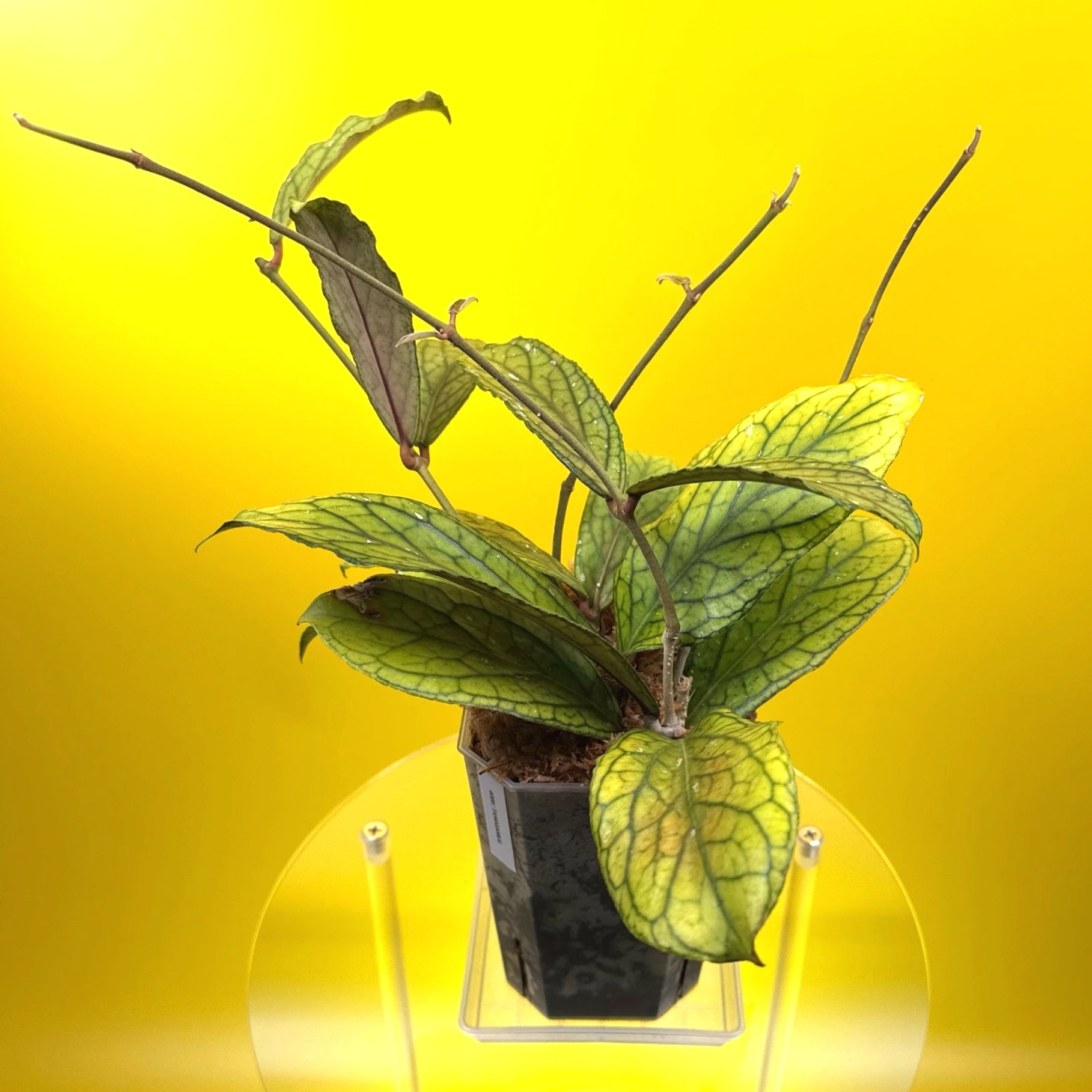 Hoya Tanggamus | Shop Rare Large Leaf Hoya Plants in Sydney, Australia | Melty Plants E-Store, Online