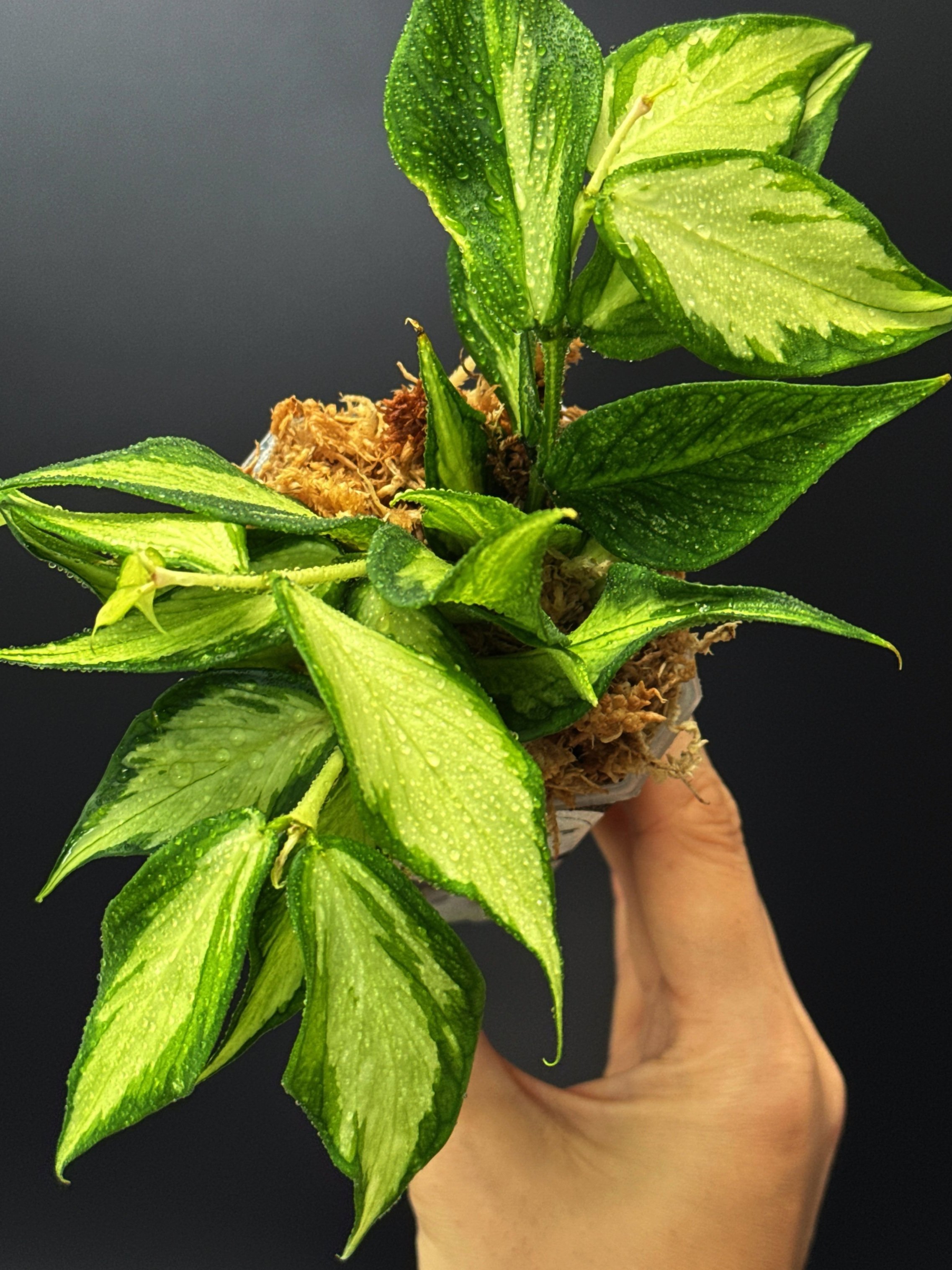Hoya Polyneura Albomarginata Inner Variegated multi-planted in Small Square Clear Pot for sale | Shop Rare Hoya Houseplants in Sydney, Australia | Melty Plants E-Store, Online