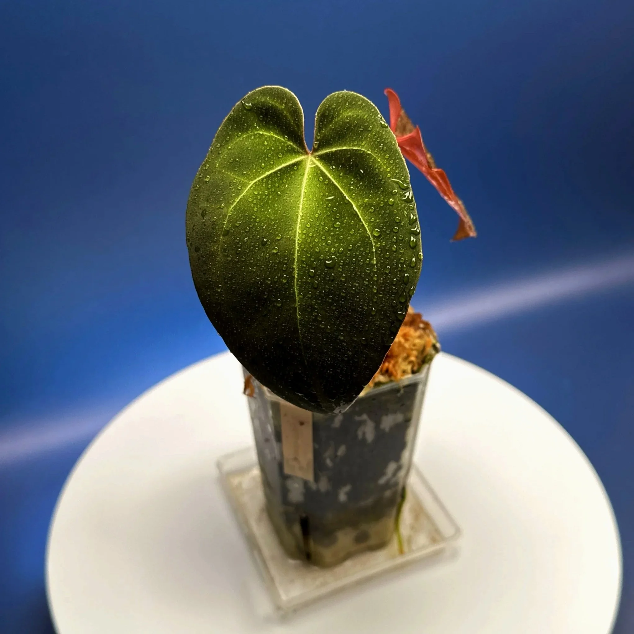 Anthurium Magnificum x Red Vein Dark Phoenix | Shop Rare Anthuriums online from Sydney, Australia | Melty Plants E-Store, Online