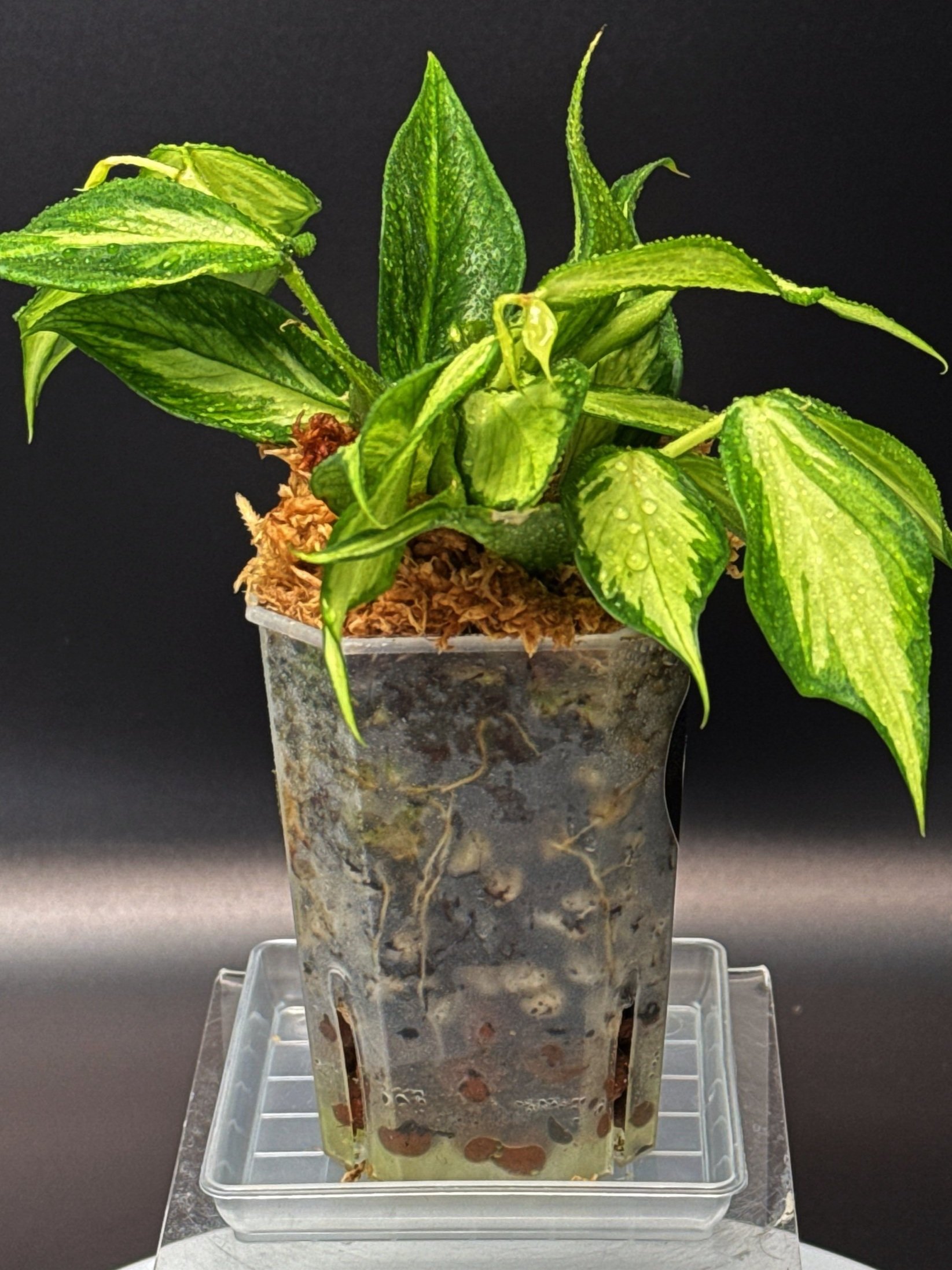 Hoya Polyneura Albomarginata Inner Variegated multi-planted in Small Square Clear Pot for sale | Shop Rare Hoya Houseplants in Sydney, Australia | Melty Plants E-Store, Online