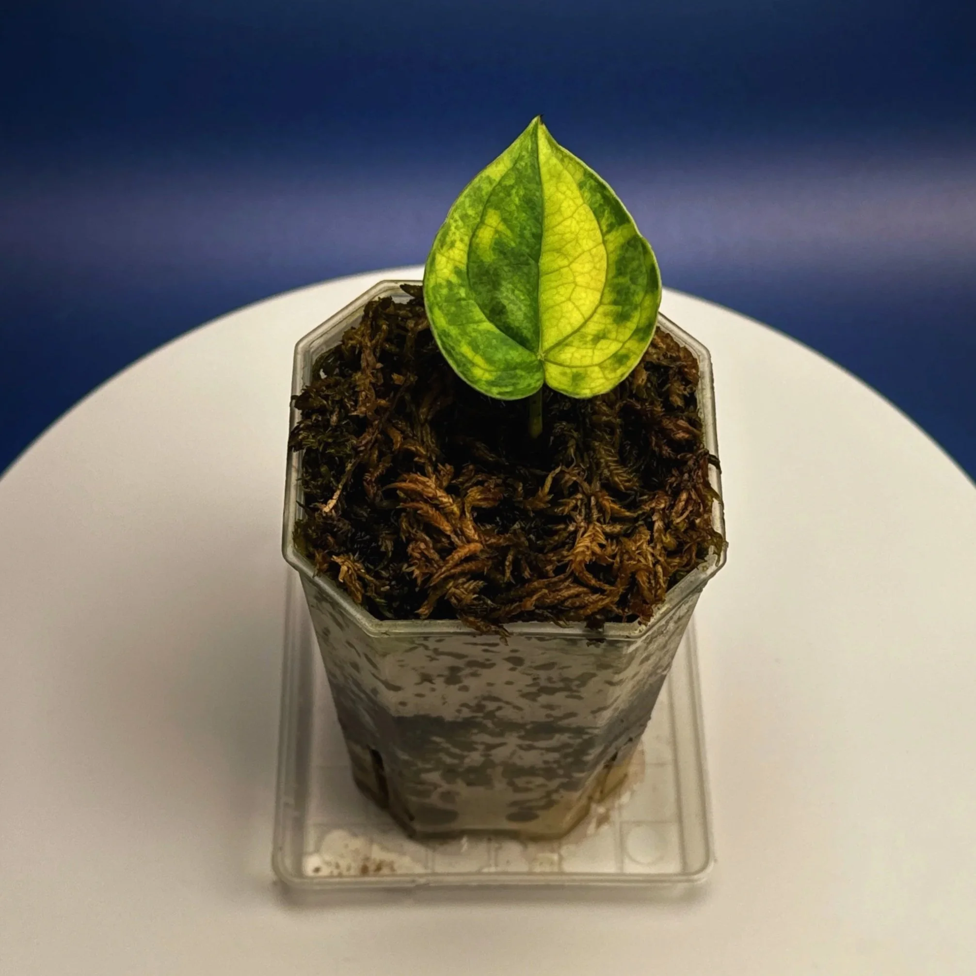 Anthurium 'Lux.Mag' Var. Magnificum x Luxurians –Variegated | Shop Ultra Rare Variegated Anthuriums online from Sydney, Australia | Melty Plants E-Store, Online