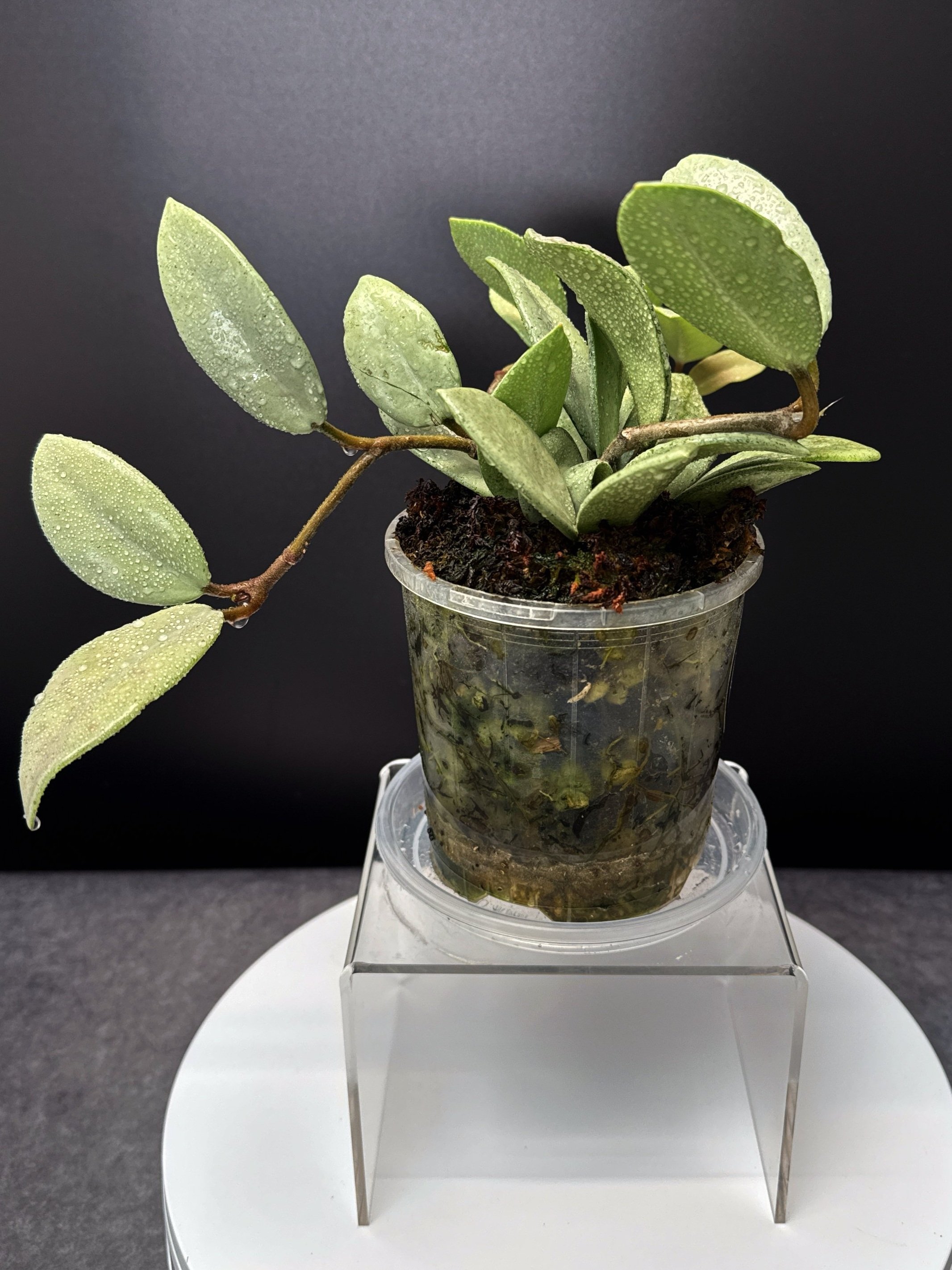 Hoya Carnosa Wilbur Graves Super Silver in 100mm clear pot | Shop Rare Hoya Houseplants from Sydney, Australia | Melty Plants E-Store Online