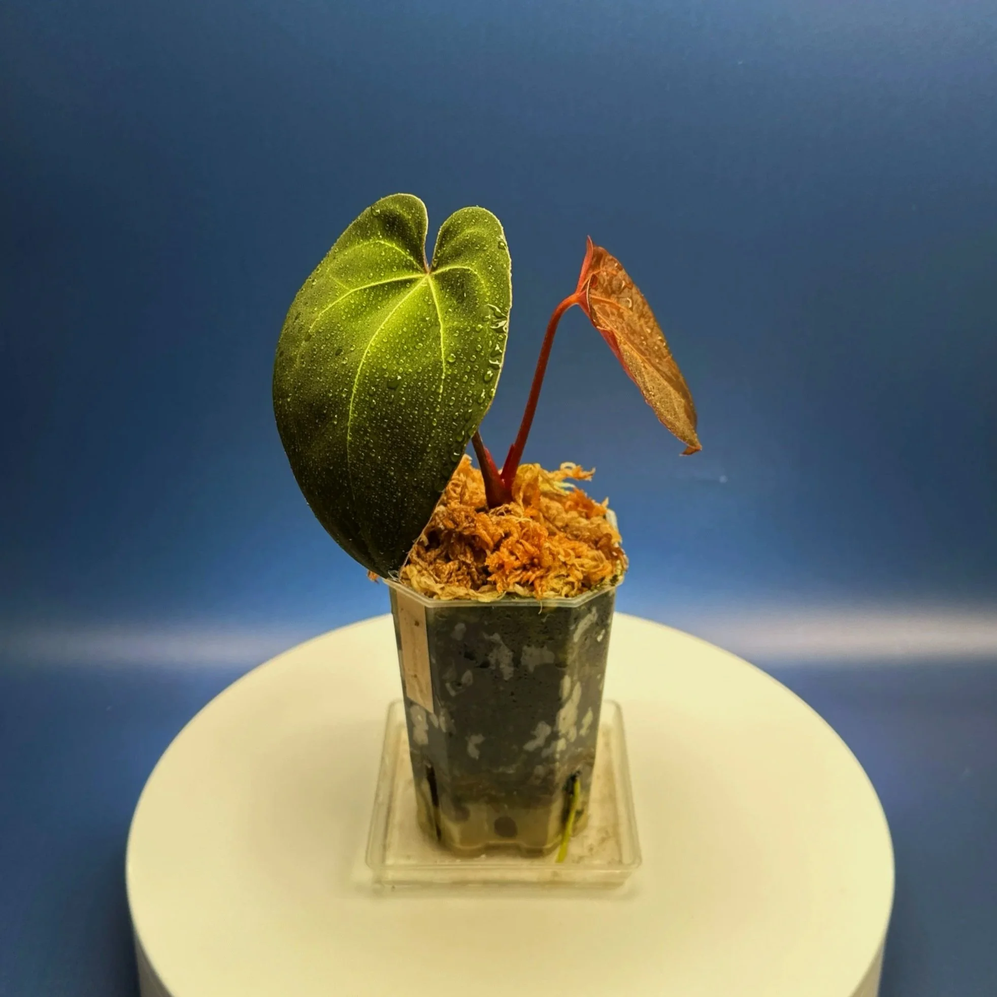 Anthurium Magnificum x Red Vein Dark Phoenix | Shop Rare Anthuriums online from Sydney, Australia | Melty Plants E-Store, Online