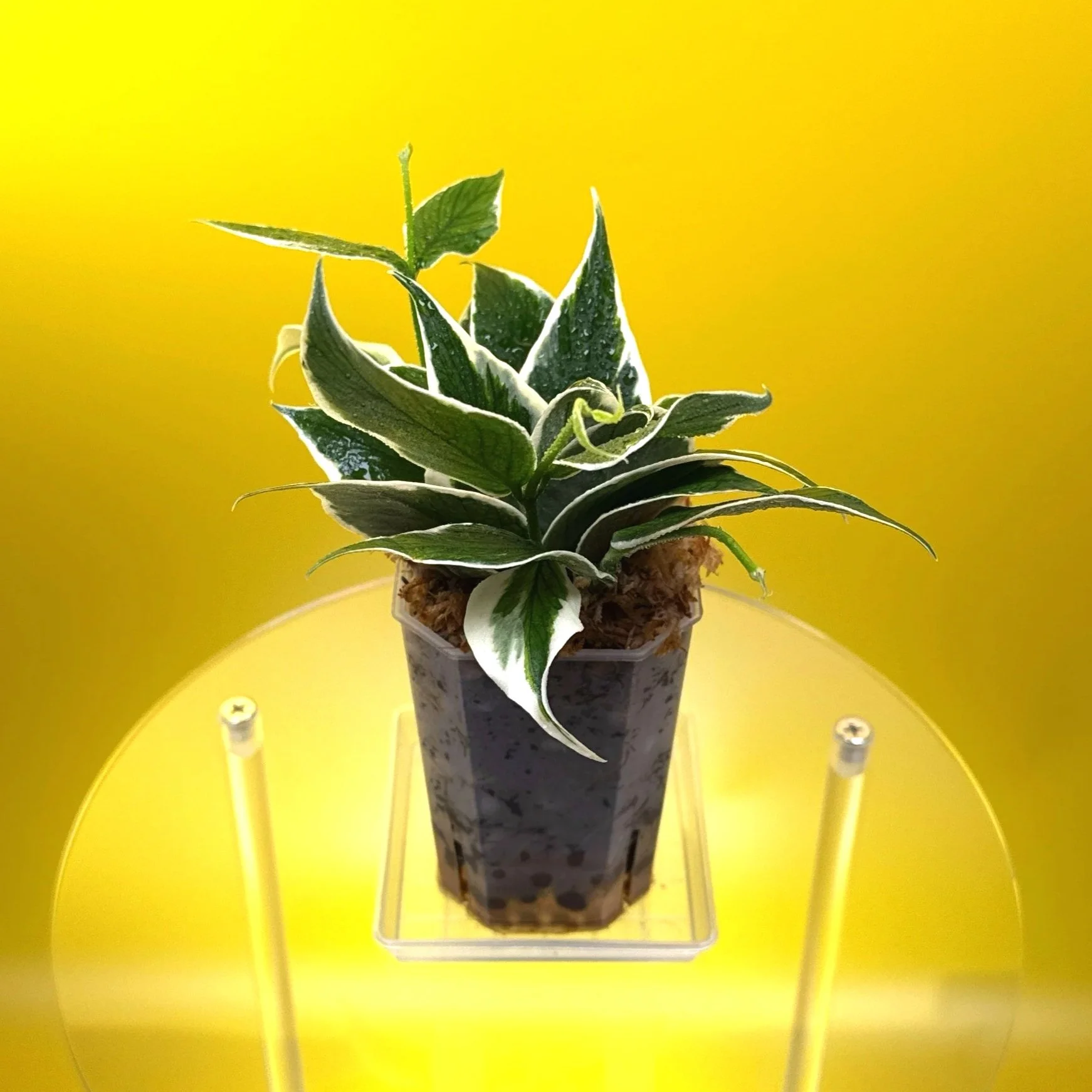 Hoya Polyneura Albomarginata | Shop Rare Hoya Houseplants in Sydney, Australia | Melty Plants E-Store, Online