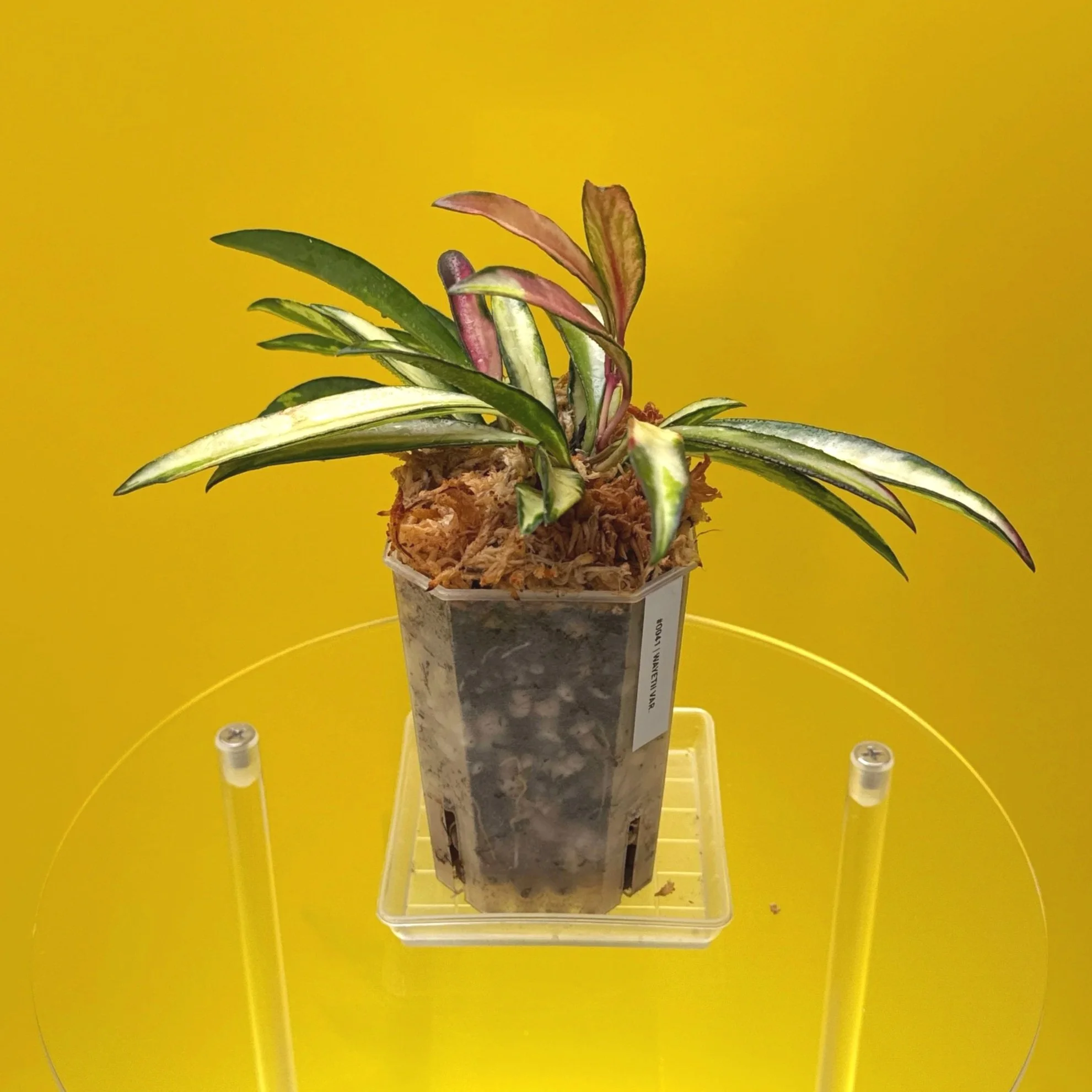 Hoya Wayetii Variegated | Shop Rare Hoya Houseplants in Sydney, Australia | Melty Plants E-Store, Online