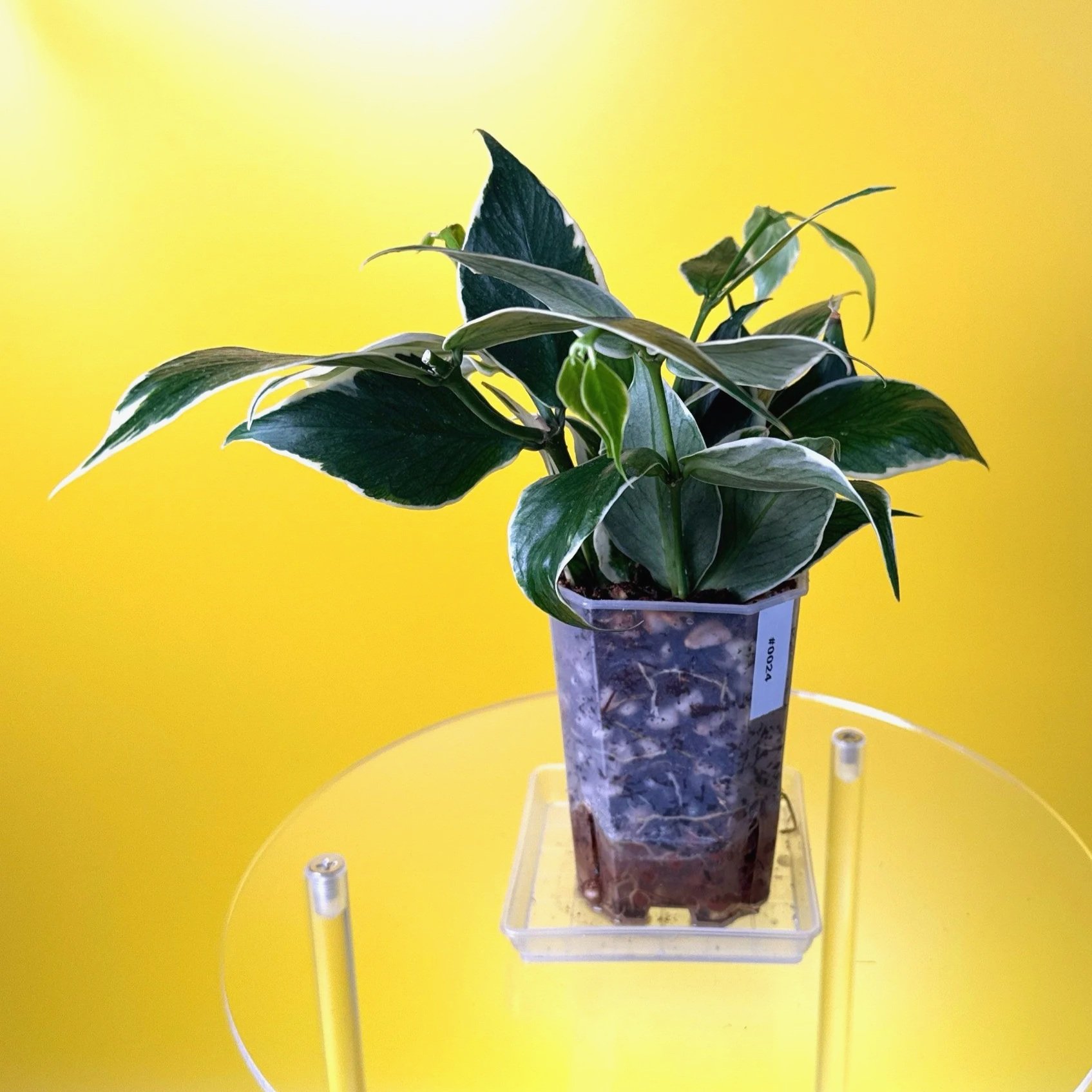 Hoya Polyneura Albomarginata | Shop Rare Hoya Houseplants in Sydney, Australia | Melty Plants E-Store, Online