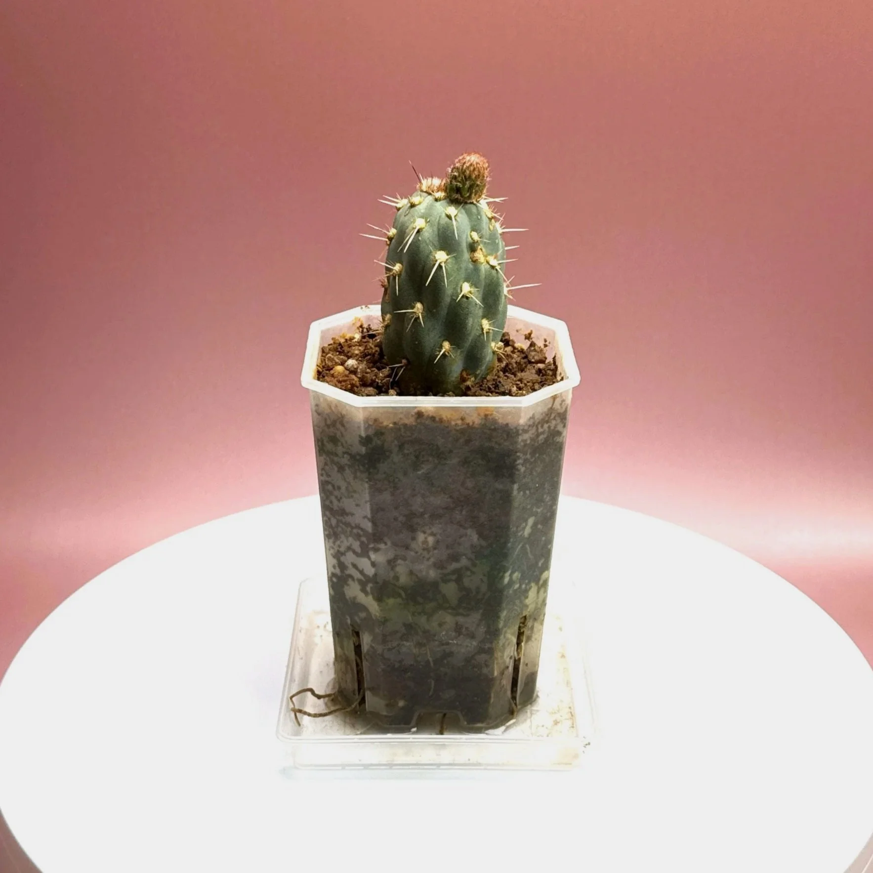 Cactus Miqueliopuntia Miquelii | Shop Rare Blue Cacti in Sydney, Australia | Melty Plants E-Store, Online