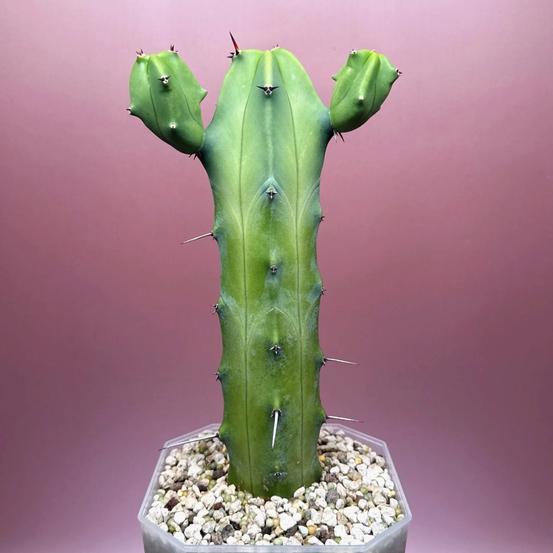 Cactus Myrtillocactus Geometrizans﻿ 'Blue Candle' | Shop Rare Blue Cacti in Sydney, Australia | Melty Plants E-Store, Online