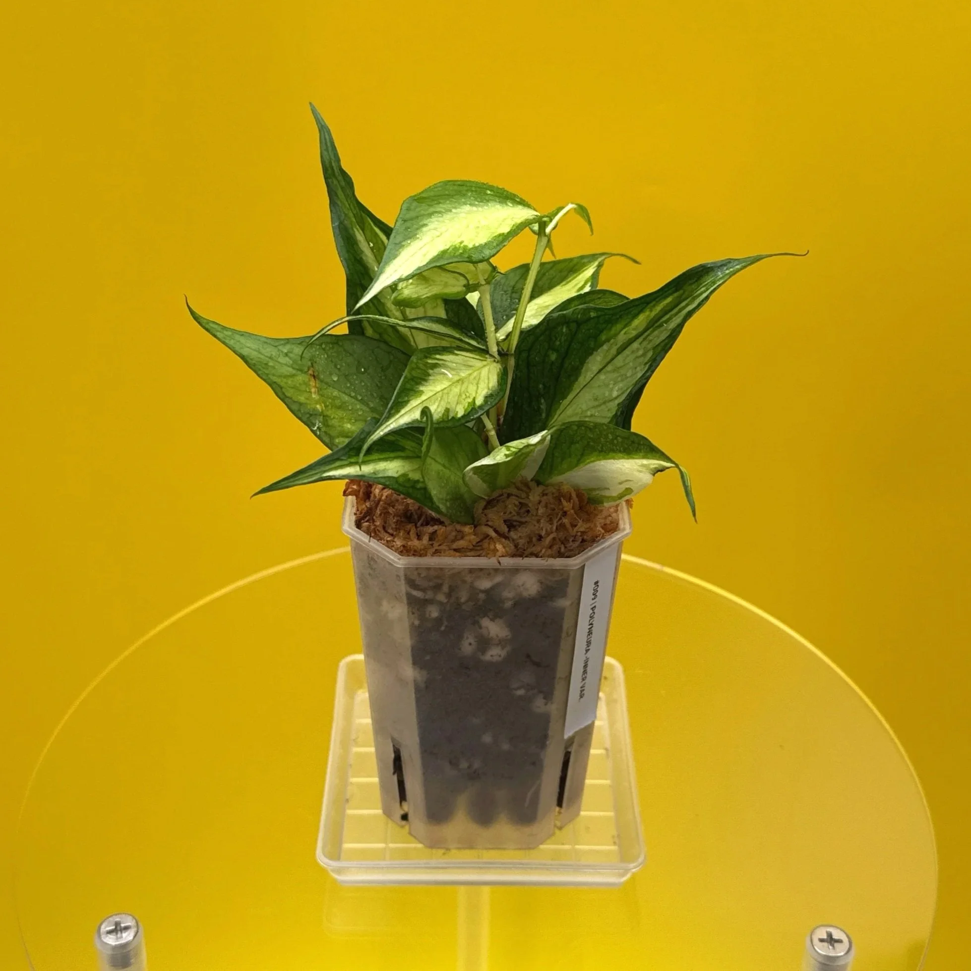 Hoya Polyneura Albomarginata Inner Variegated multi-planted in Small Square Clear Pot for sale | Shop Rare Variegated Hoya Houseplants in Sydney, Australia | Melty Plants E-Store, Online