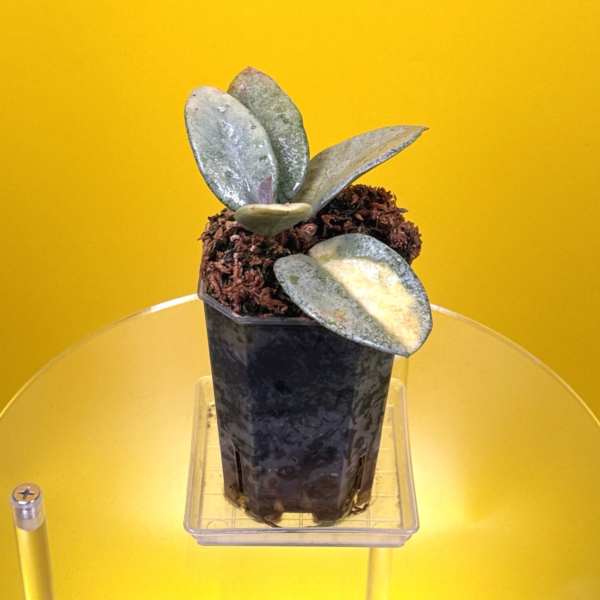 Hoya Carnosa Nova Ghost multi-planted in a small square pot for sale in Sydney, Australia