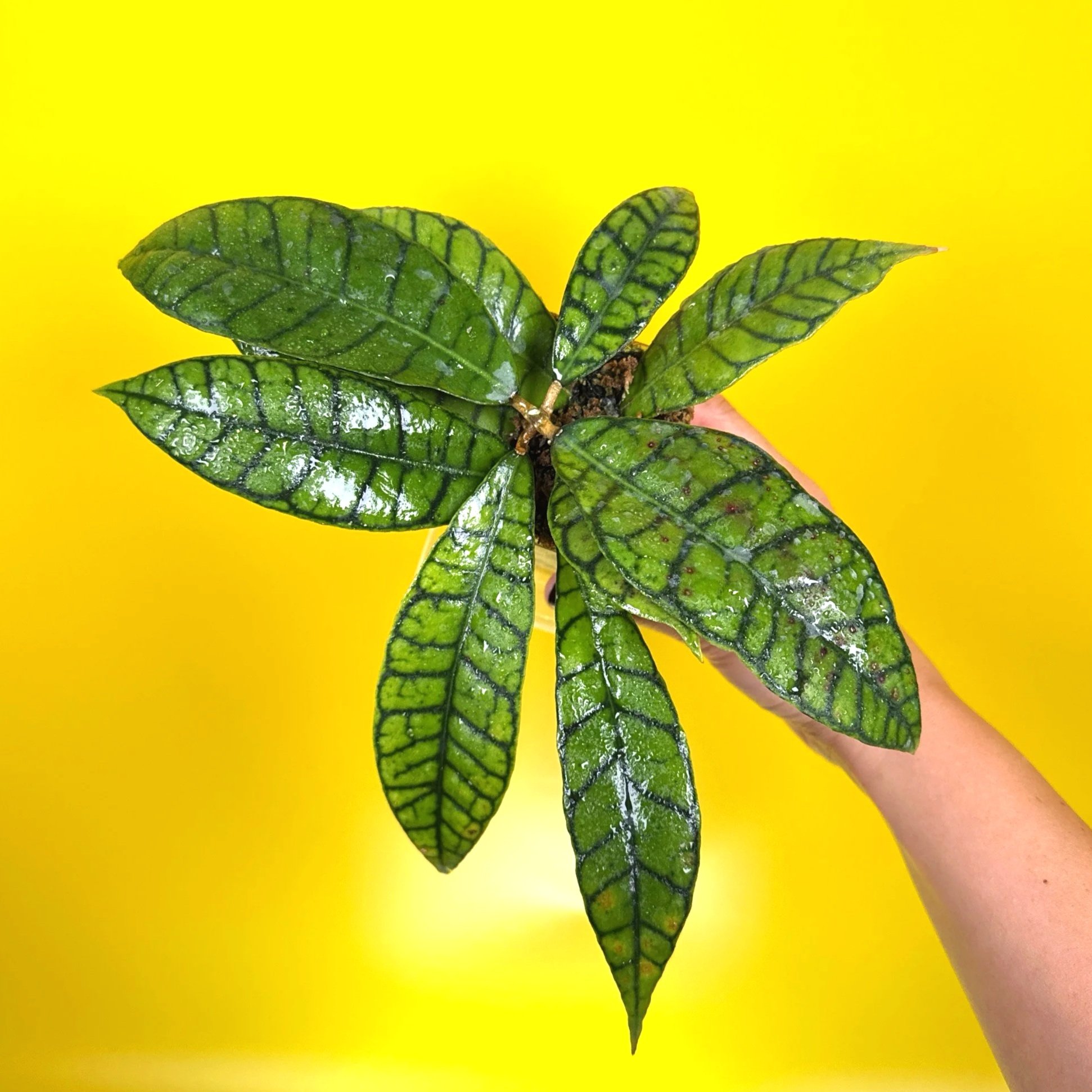 Hoya Callistophylla sp. Kalimantan | Shop Rare Hoya Plants in Sydney, Australia | Melty Plants Australia E-Store, Online