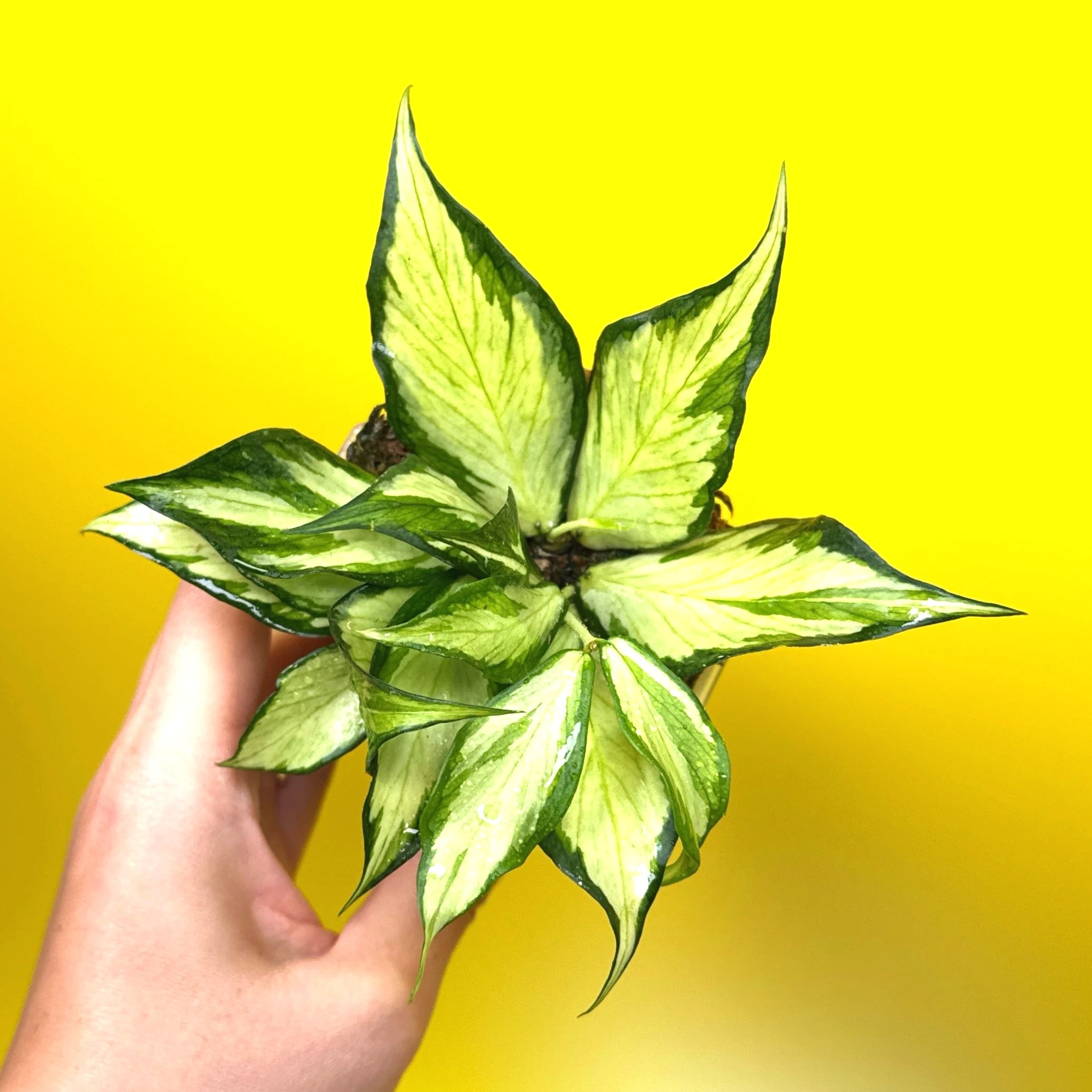 HOYA Polyneura – Inner Variegated