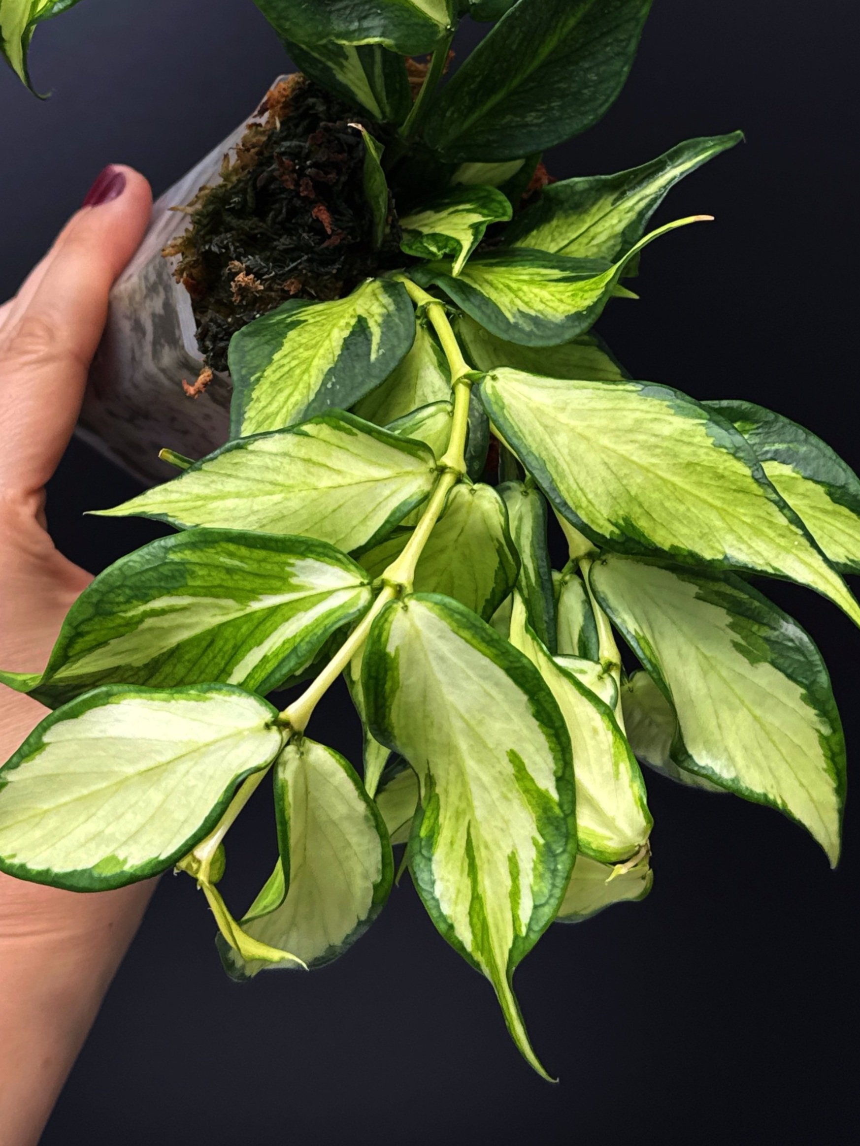 Hoya Polyneura Albomarginata Inner Variegated multi-planted in Small Square Clear Pot for sale | Shop Rare Hoya Houseplants in Sydney, Australia | Melty Plants E-Store, Online