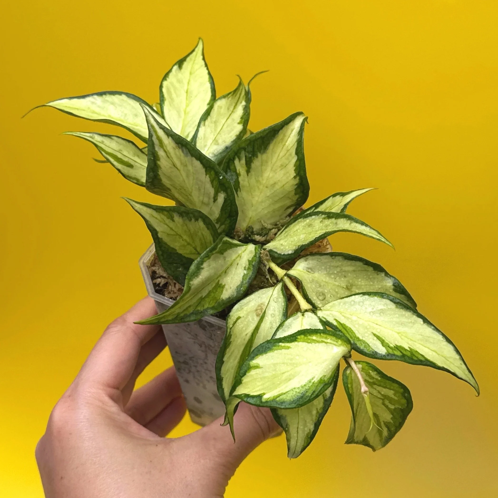 HOYA Polyneura – Inner Variegated