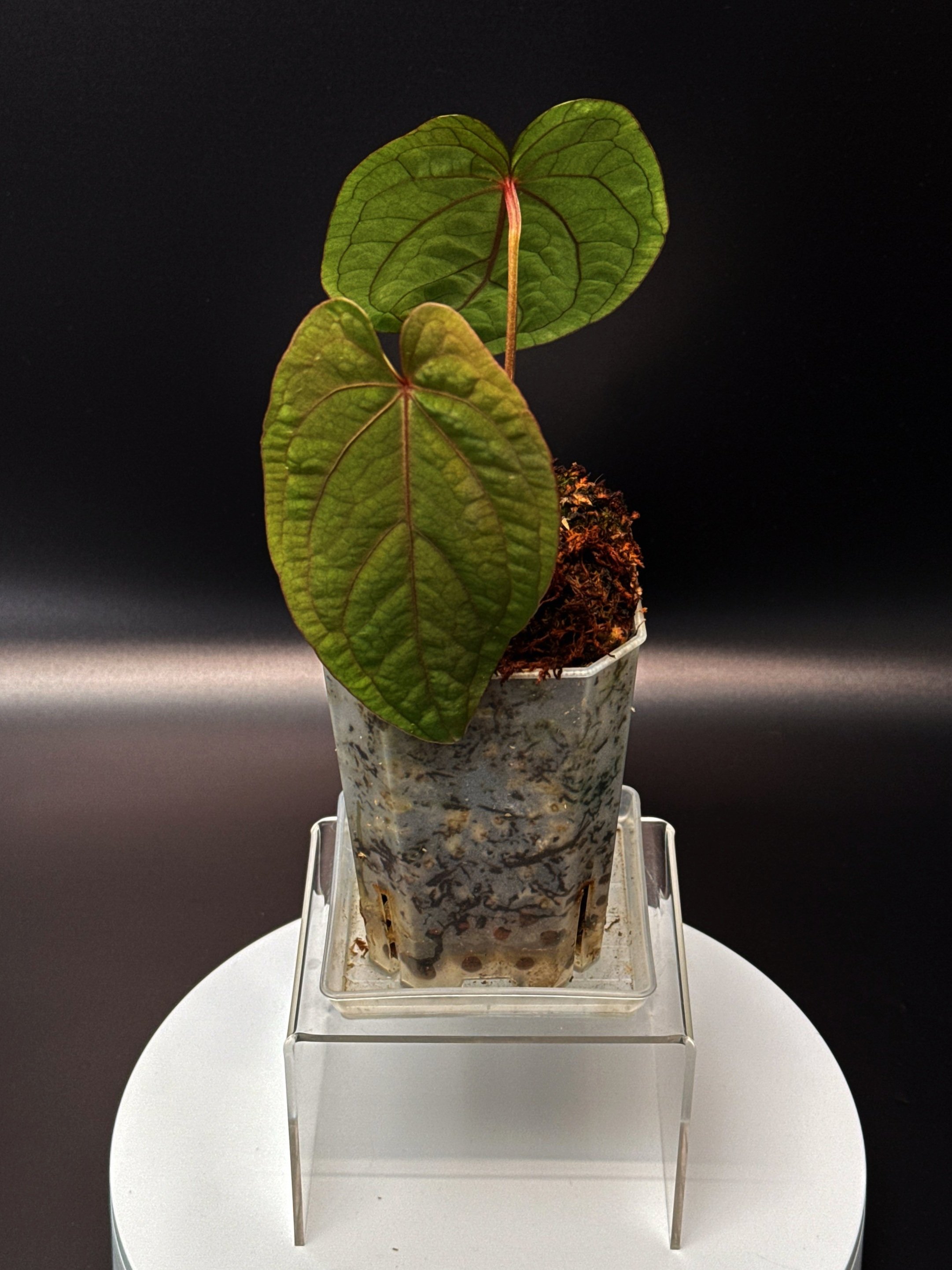 ANTHURIUM RUBY MOON: Midnight Velvet 'Deep Ruby' x Hoffmanii Red Sinus 'Bloodmoon'