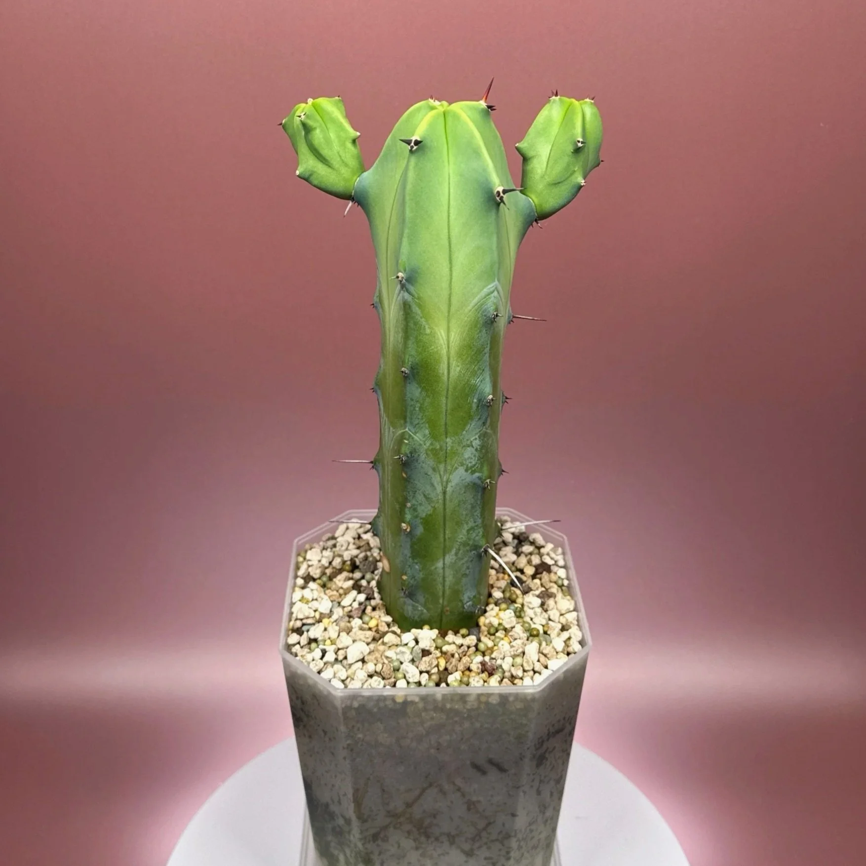 Cactus Myrtillocactus Geometrizans﻿ 'Blue Candle' | Shop Rare Blue Cacti in Sydney, Australia | Melty Plants E-Store, Online