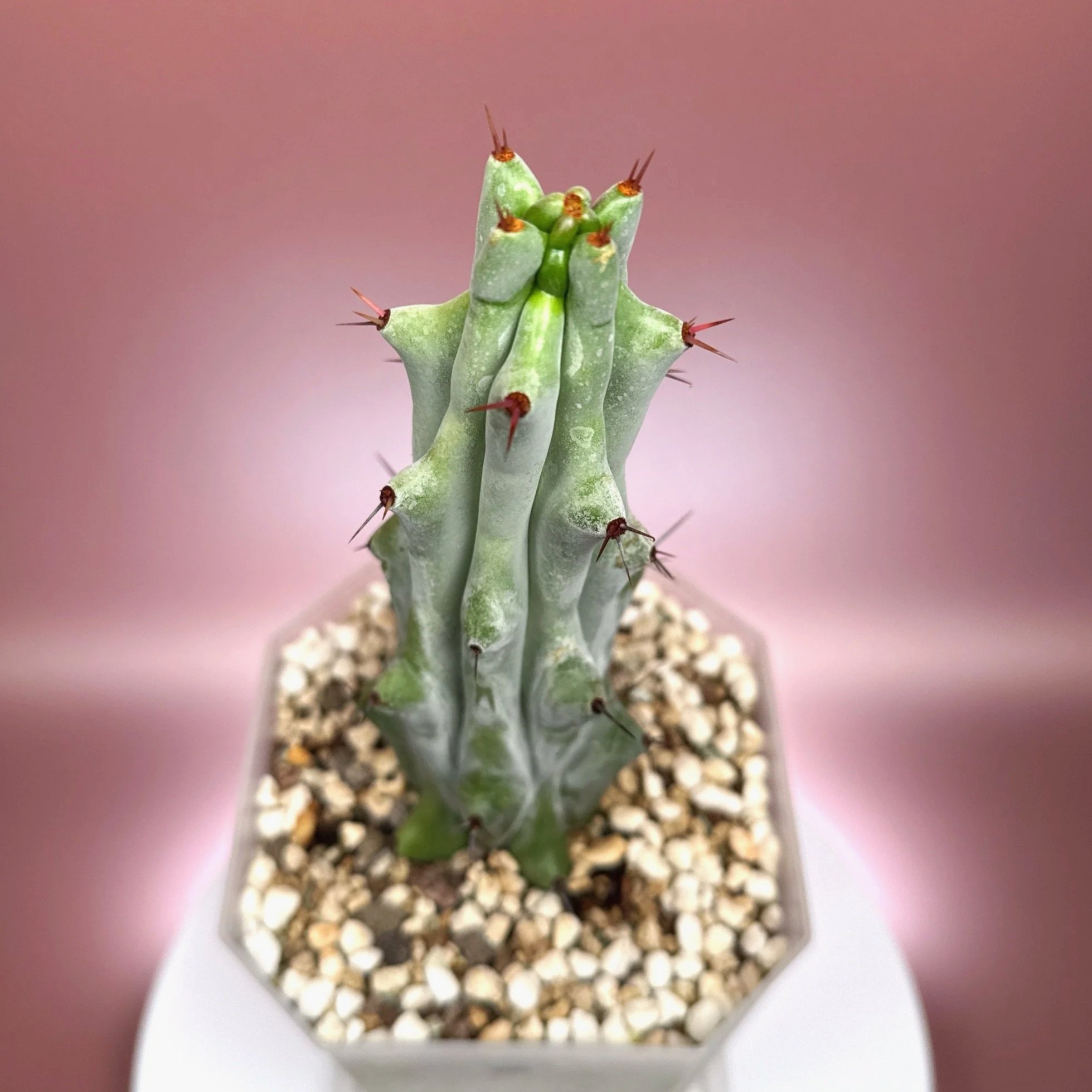 Cactus Stenocereus Beneckei 'Caterpillar' | Shop Rare White Cacti Plants in Sydney, Australia | Melty Plants E-Store Online